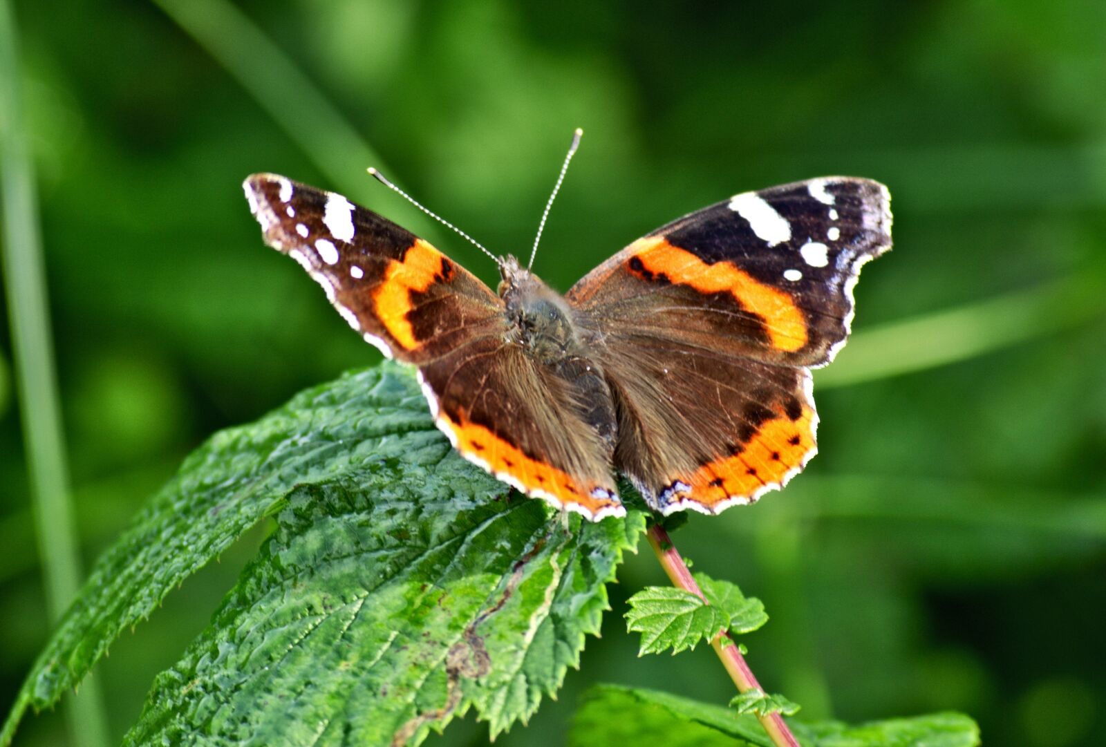 55.0-200.0mm f/4.0-f/5.6 sample photo. Butterfly, admiral, insect photography