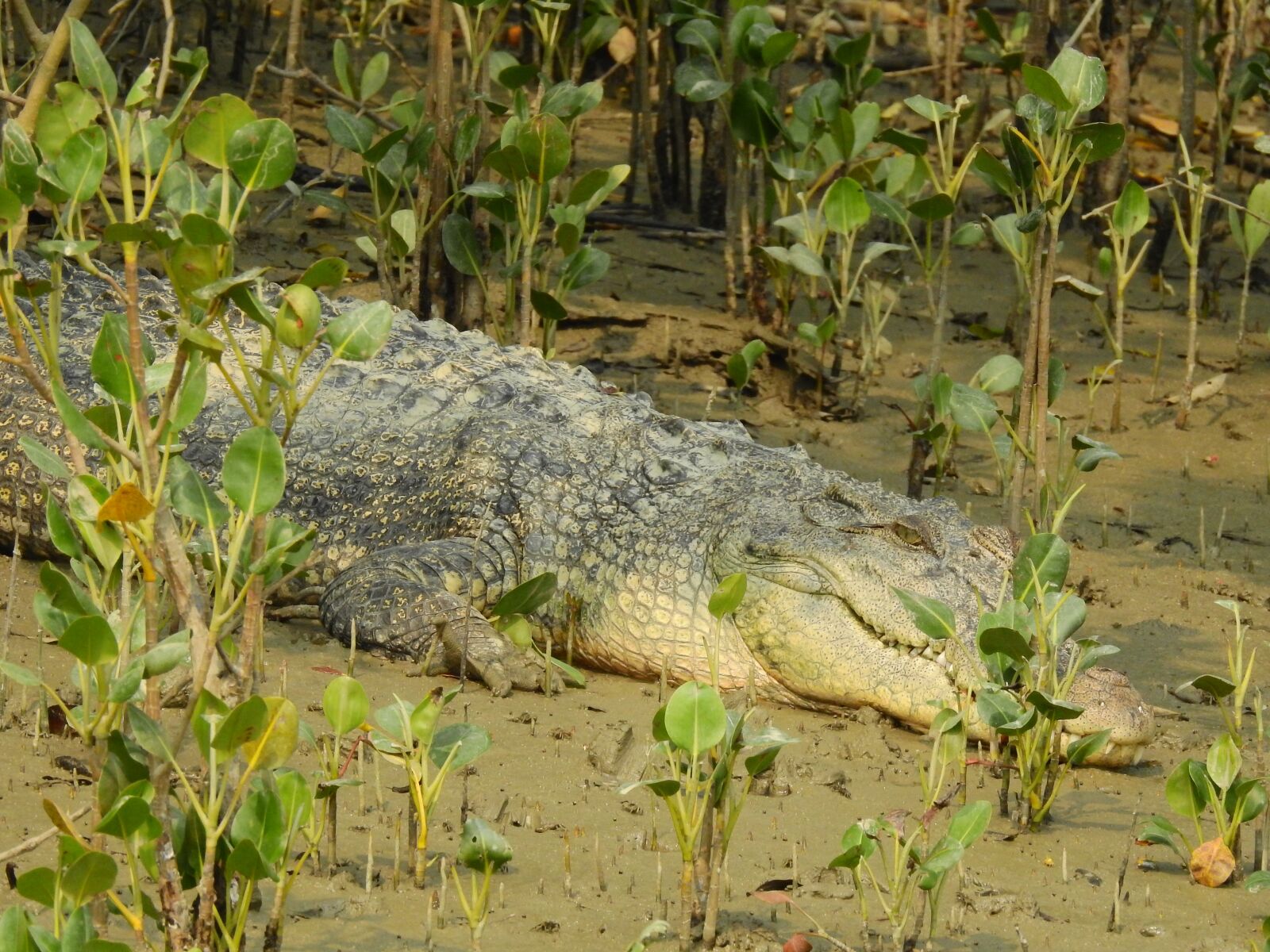 Nikon Coolpix P900 sample photo. Crocodile, suderban, west bengal photography