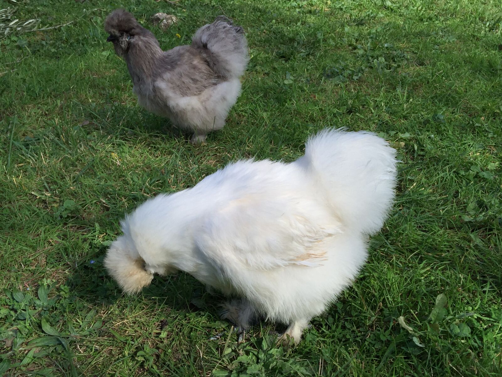 iPhone 6 Plus back camera 4.15mm f/2.2 sample photo. Poules, de, luxe photography