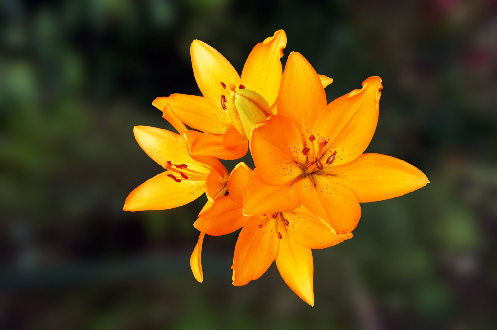 Sony Alpha NEX-3N sample photo. Lily, peruvian, flower photography