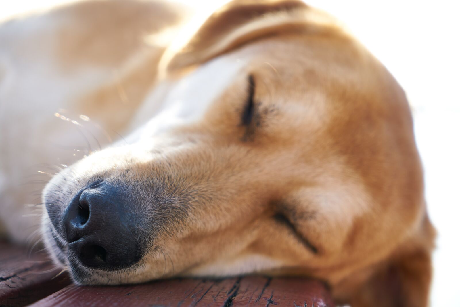 Sony a7R II sample photo. Dog, nose, animal photography