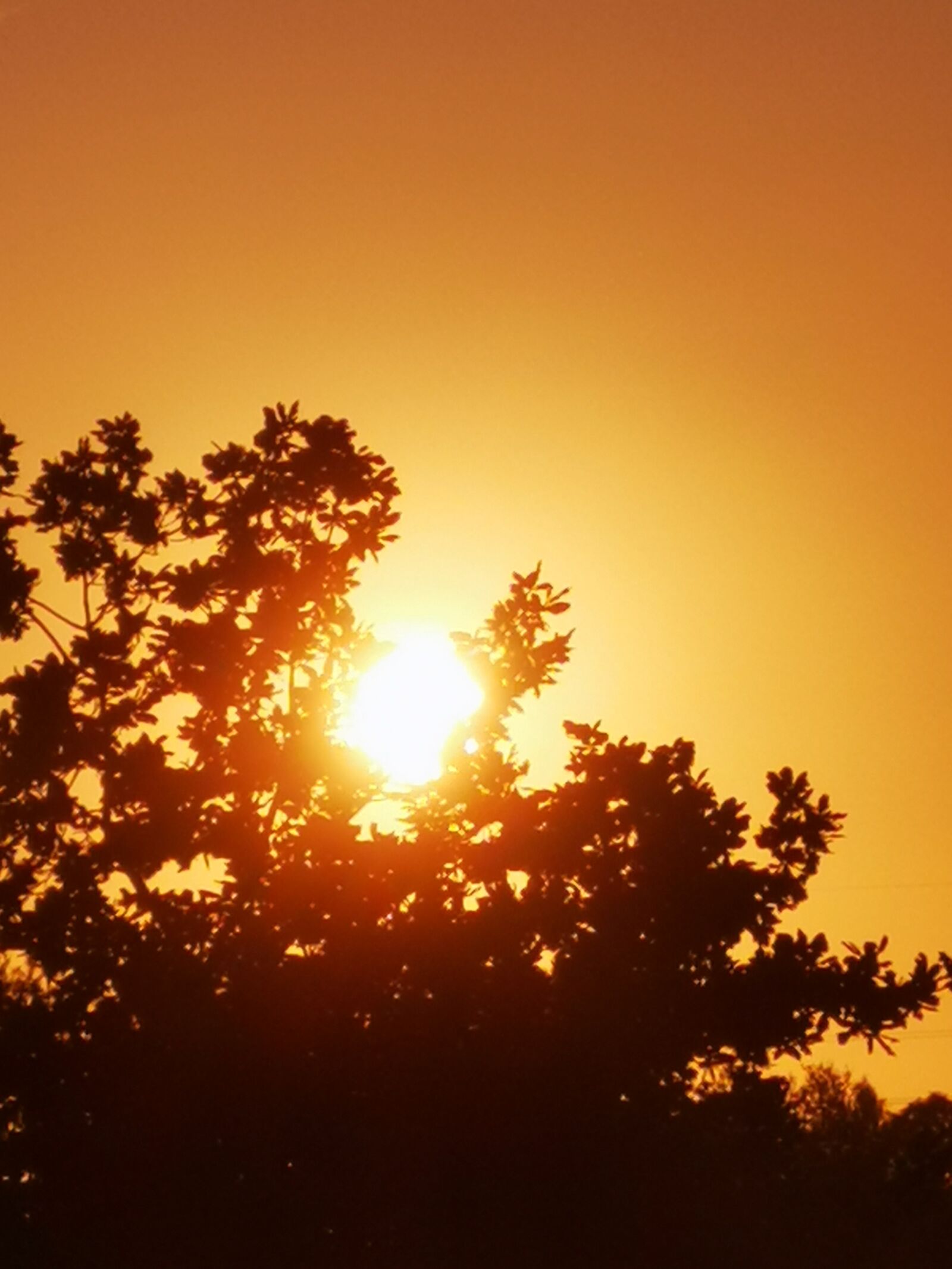 HUAWEI P30 sample photo. Tree, sun, sunset k photography