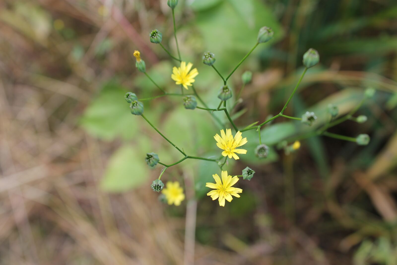 Canon EOS 1100D (EOS Rebel T3 / EOS Kiss X50) sample photo. Wild flower, blossom, bloom photography