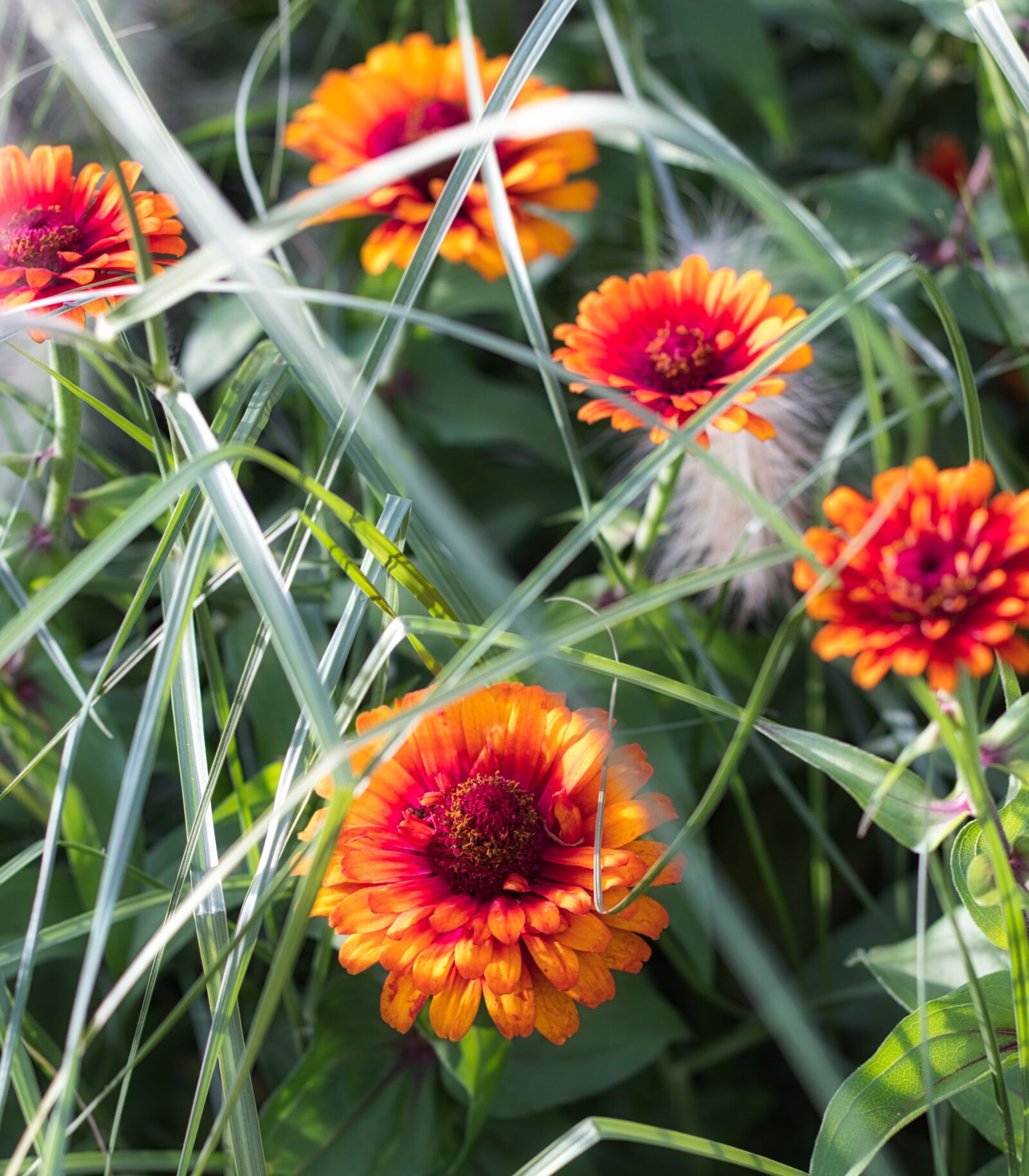 Canon EOS 200D (EOS Rebel SL2 / EOS Kiss X9) + Canon EF 50mm F1.8 STM sample photo. Flowers, bright, grasses photography