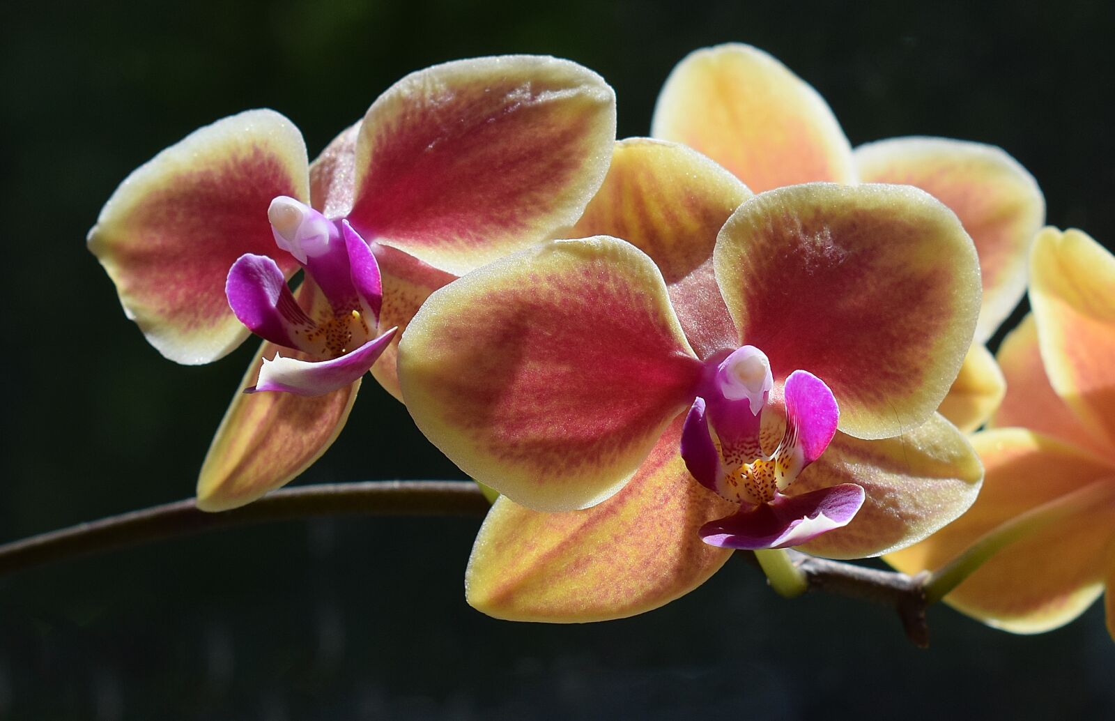 Nikon D3300 sample photo. Hybrid phalaenopsis, close-up, phalaenopsis photography
