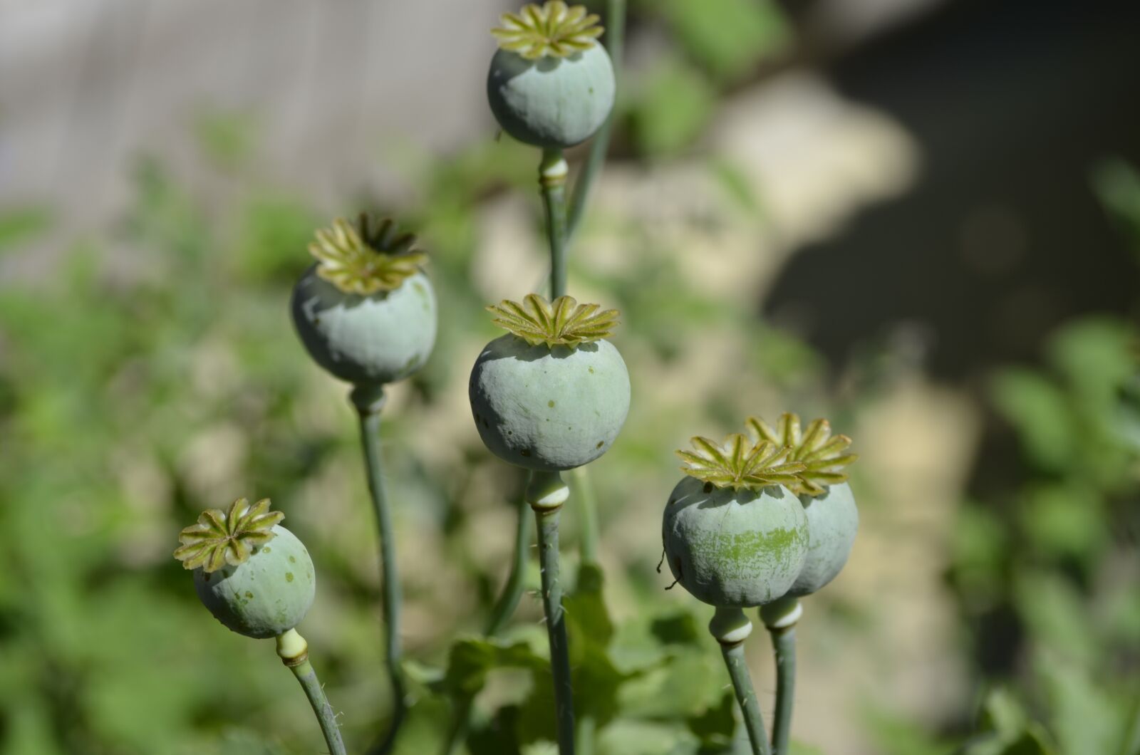 Nikon D5100 sample photo. Poppy, flower, capsule photography