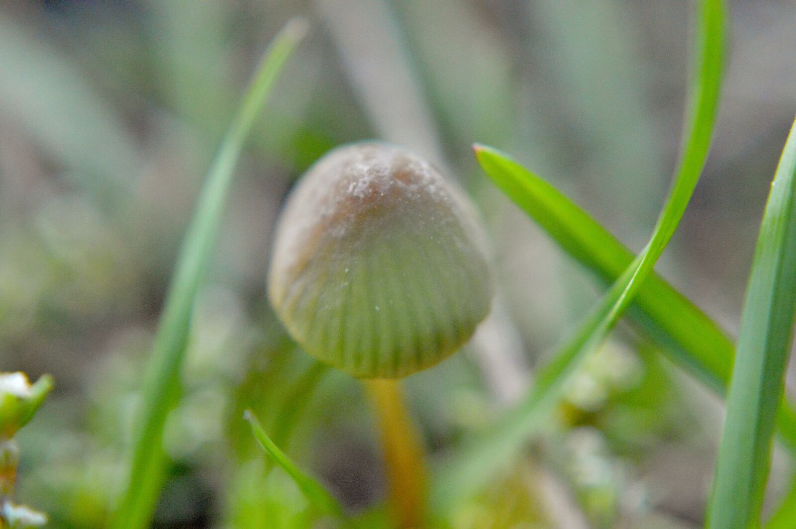 Nikon D3200 sample photo. Mushroom, forest floor, grass photography