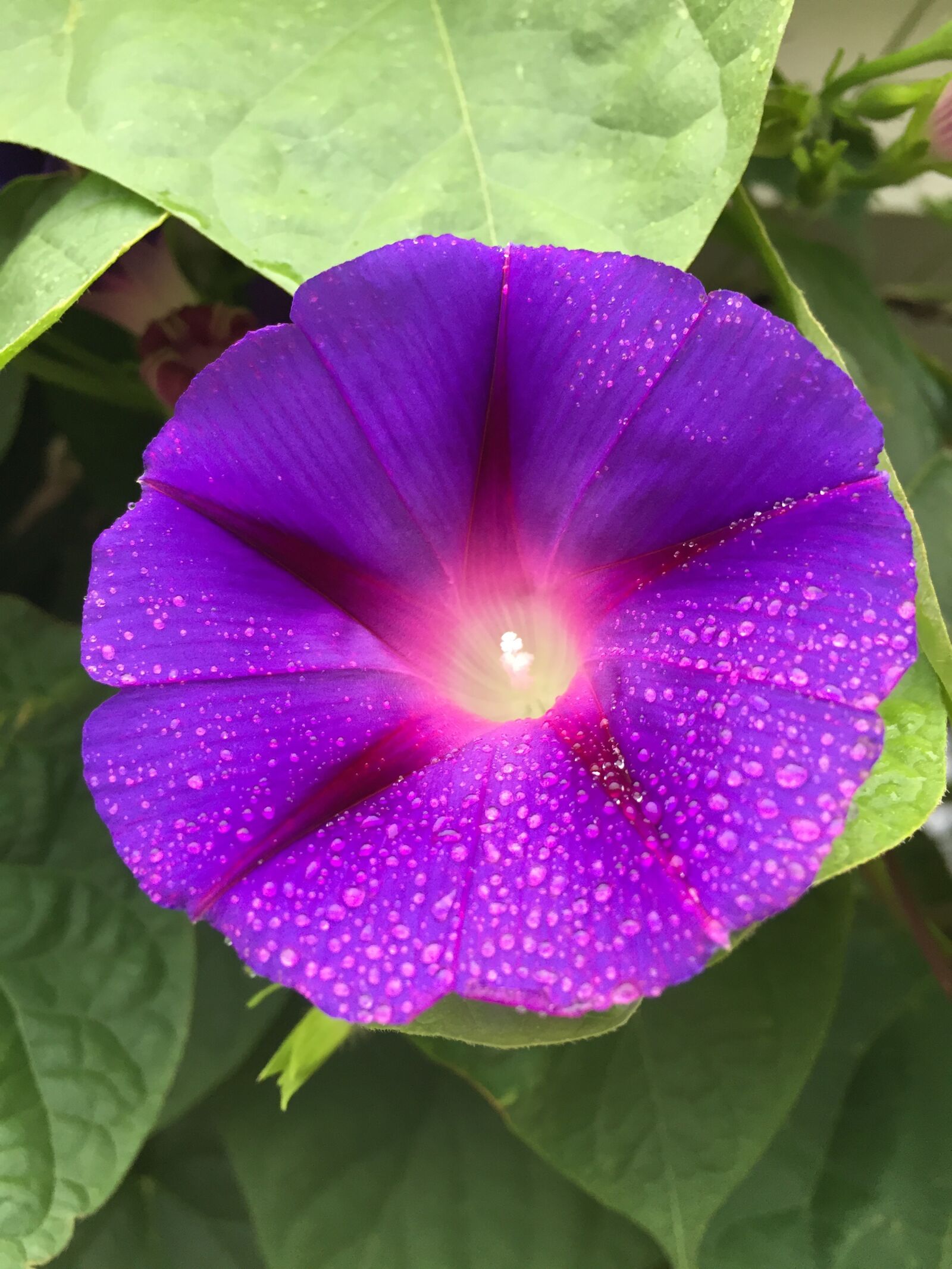 iPhone 6 back camera 4.15mm f/2.2 sample photo. Superb thread, purple, violet photography