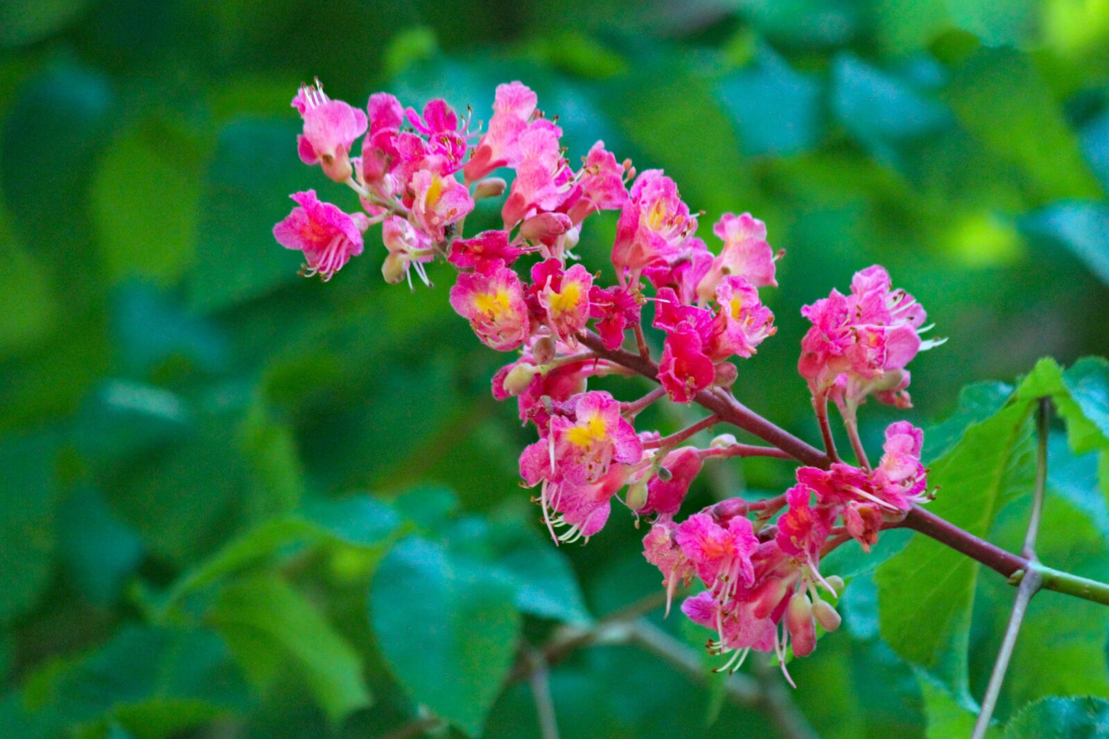 Canon EOS 550D (EOS Rebel T2i / EOS Kiss X4) sample photo. Flower, chestnut, ornamental photography