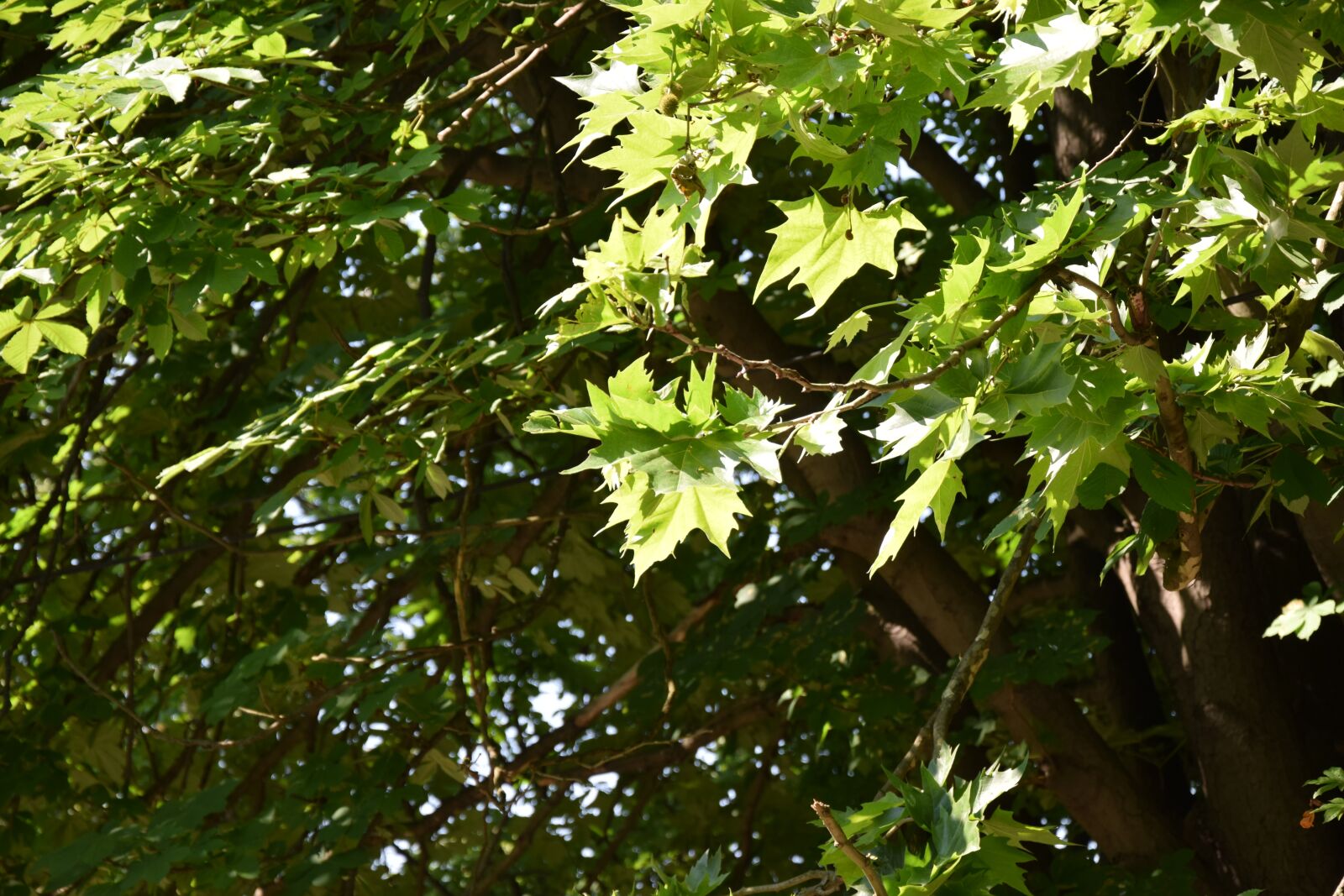 Nikon D3300 sample photo. Tree, leaf, green photography