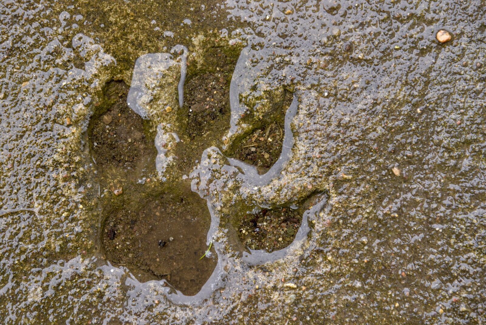 Nikon D750 sample photo. Track, dog, paw photography