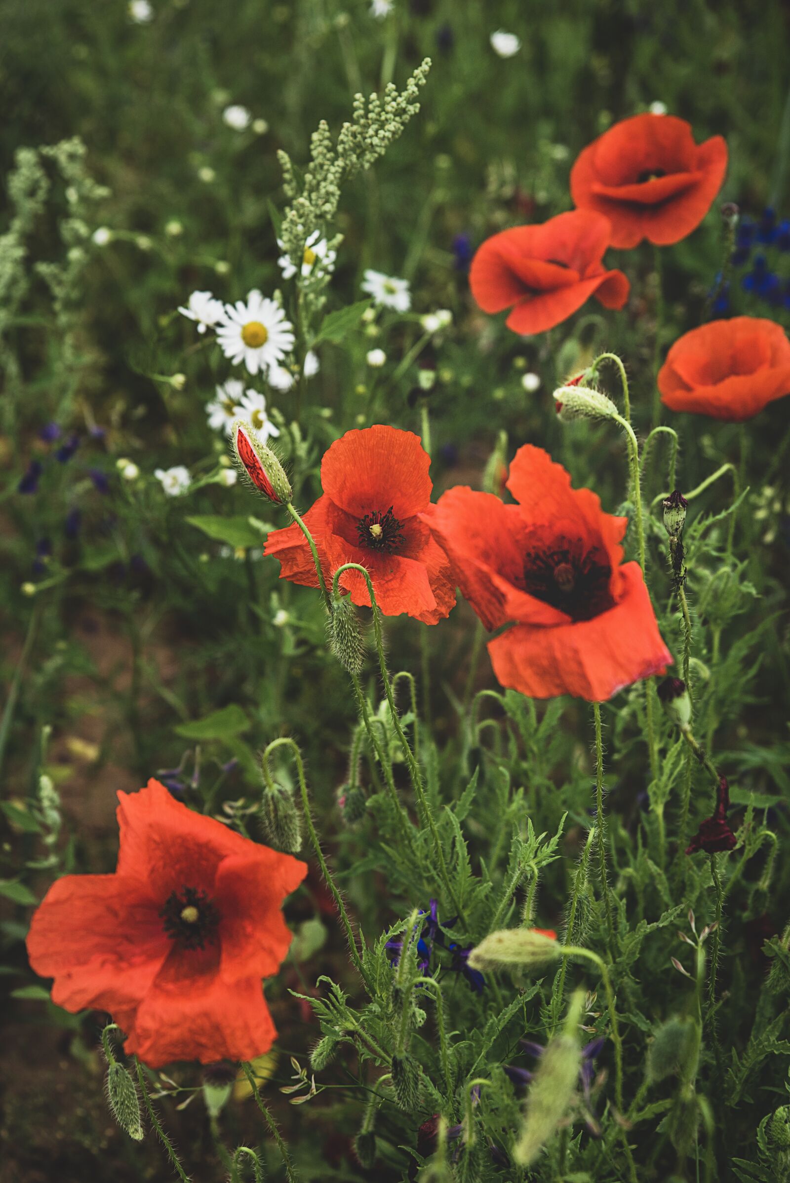 Nikon D750 sample photo. Maki, nature, flowers photography