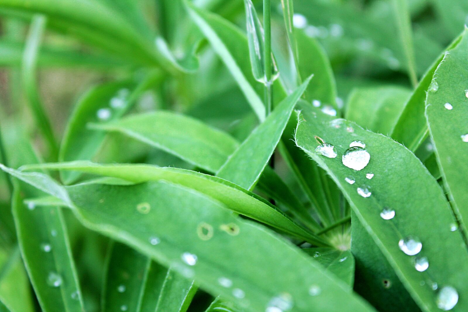 Canon EOS 1100D (EOS Rebel T3 / EOS Kiss X50) sample photo. Grass, green grass, rosa photography