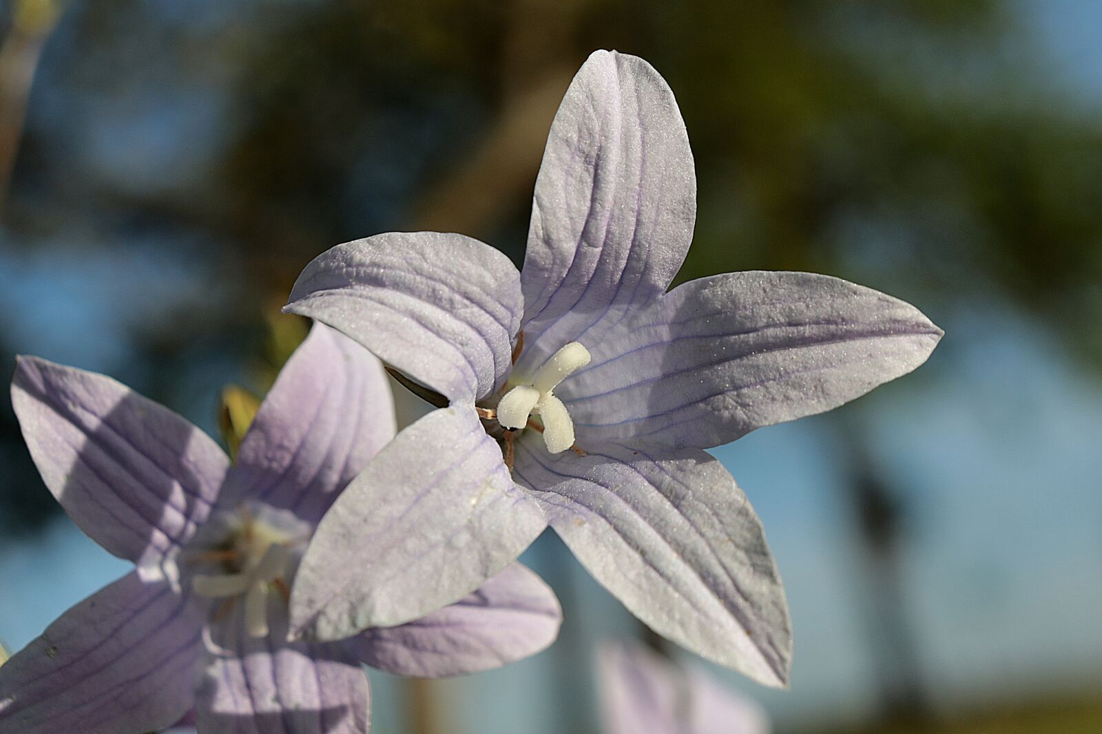 Canon EOS R sample photo. Bellflower, blossom, bloom photography