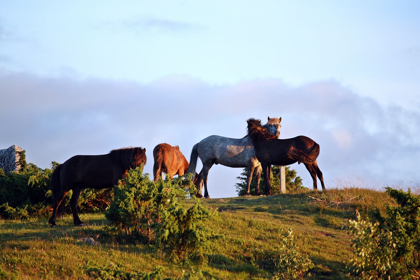 Canon EOS 450D (EOS Rebel XSi / EOS Kiss X2) sample photo. Horses, summer evening, nature photography