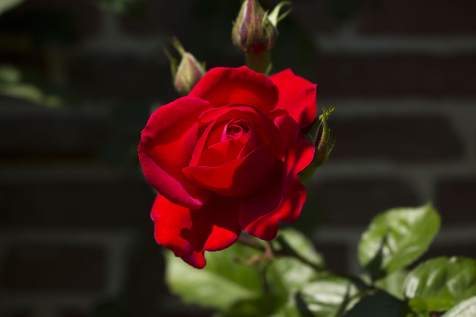 Canon EOS 60D sample photo. Rose, flower, rose blooms photography
