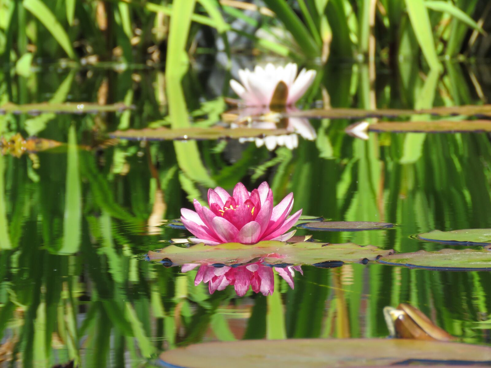 Canon PowerShot SX60 HS sample photo. Water lily, pink, white photography