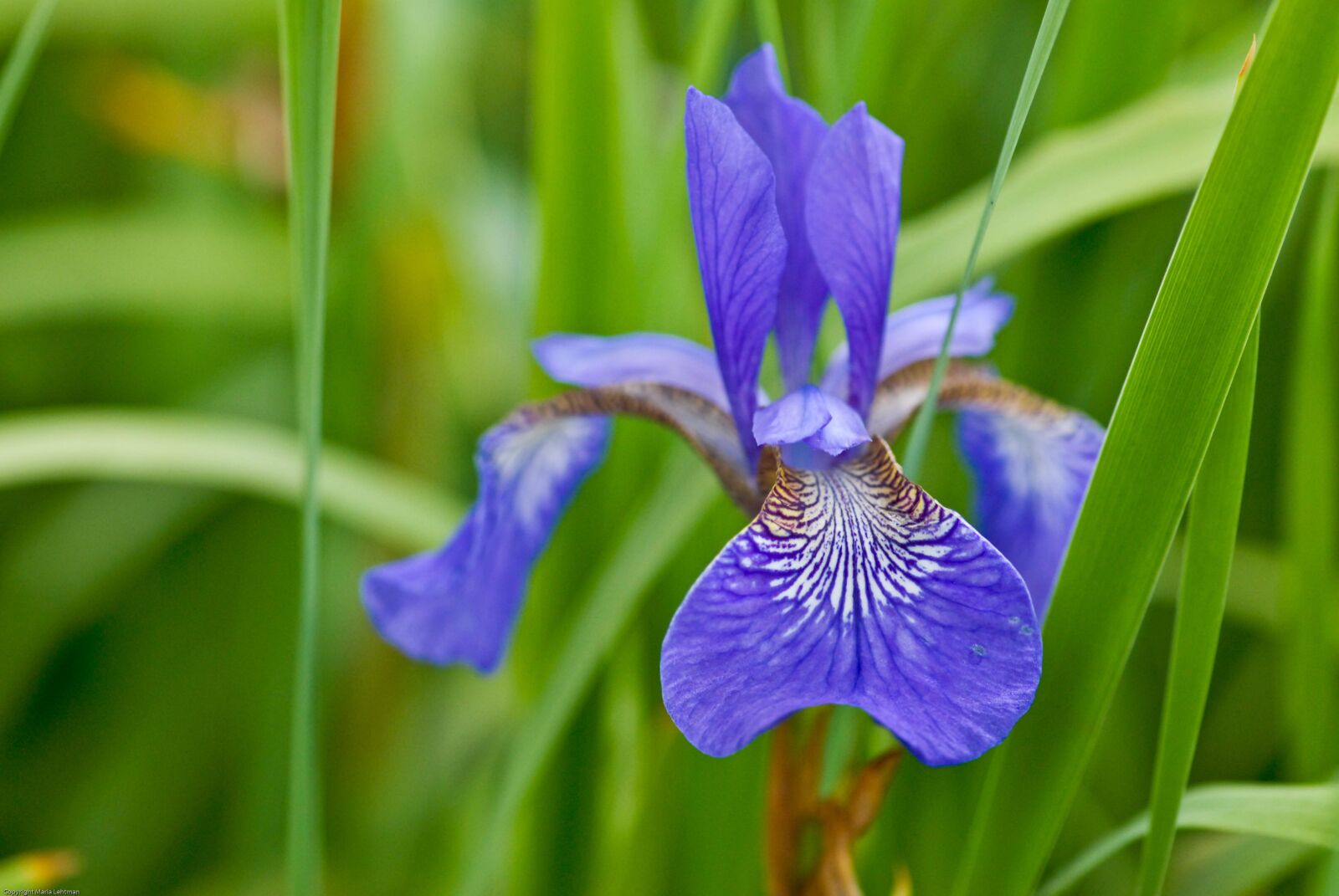 Nikon D200 sample photo. Flower, flowers, blue photography
