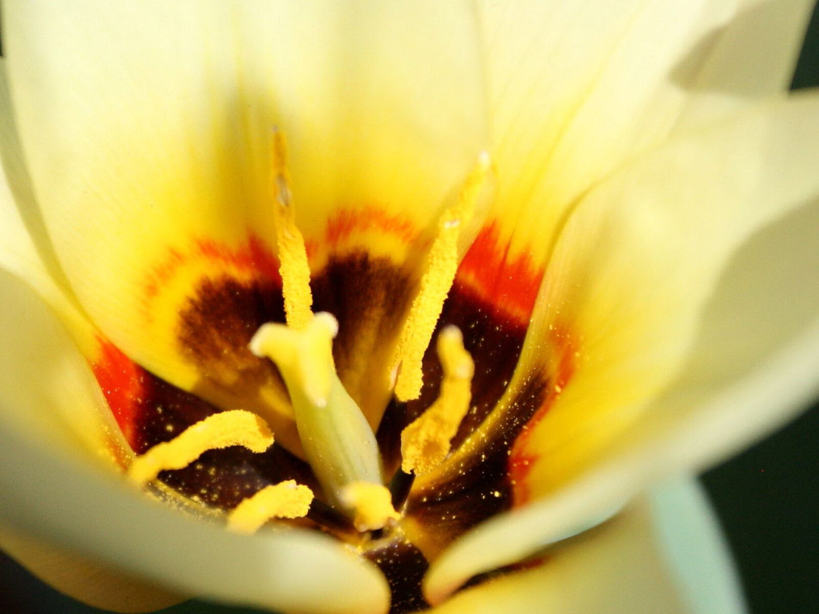 f/3.5-5.6 IS sample photo. Pollen, inside, yellow, tulip photography