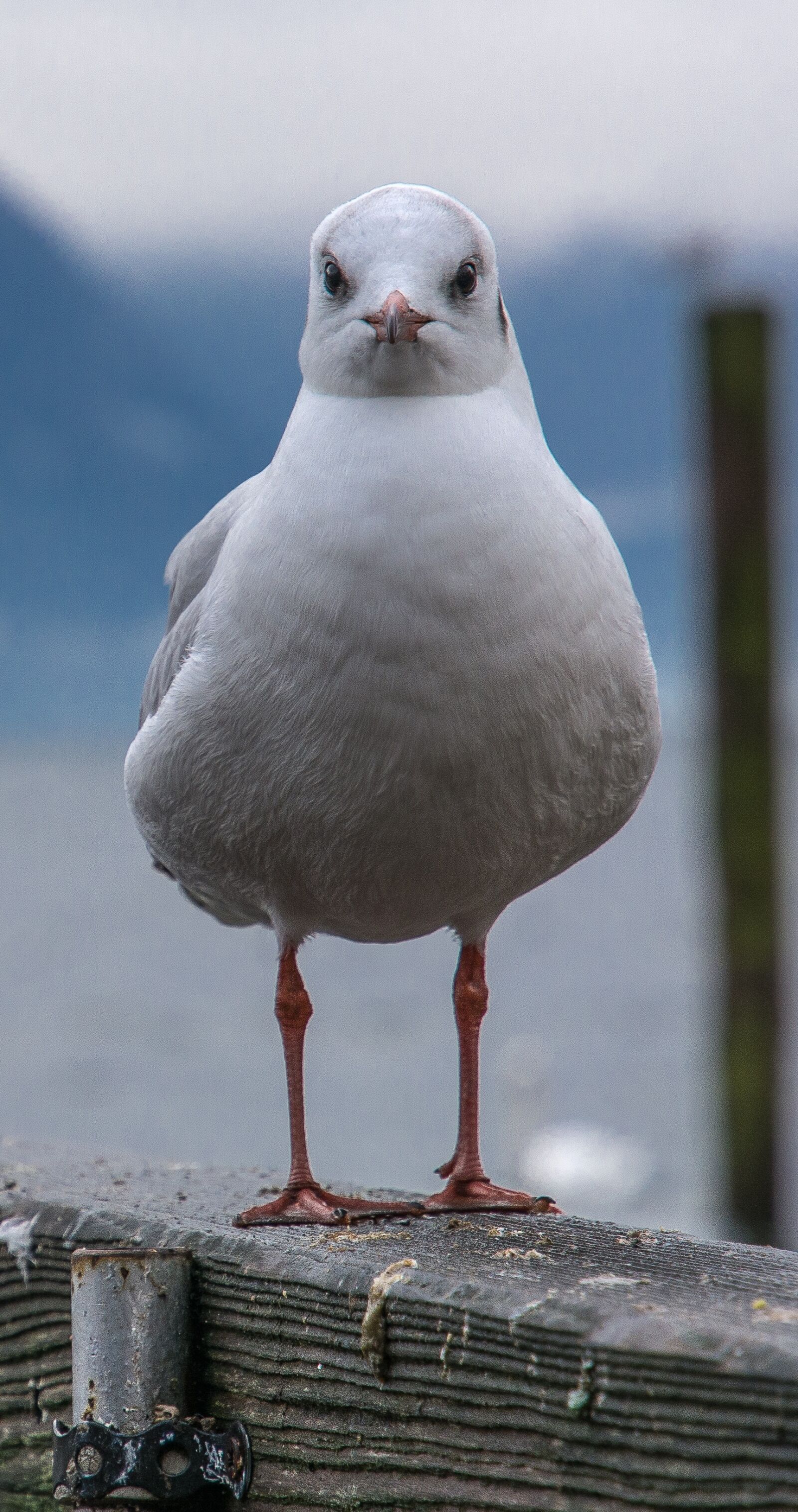 Nikon D7100 sample photo. Seagull, bird, water photography