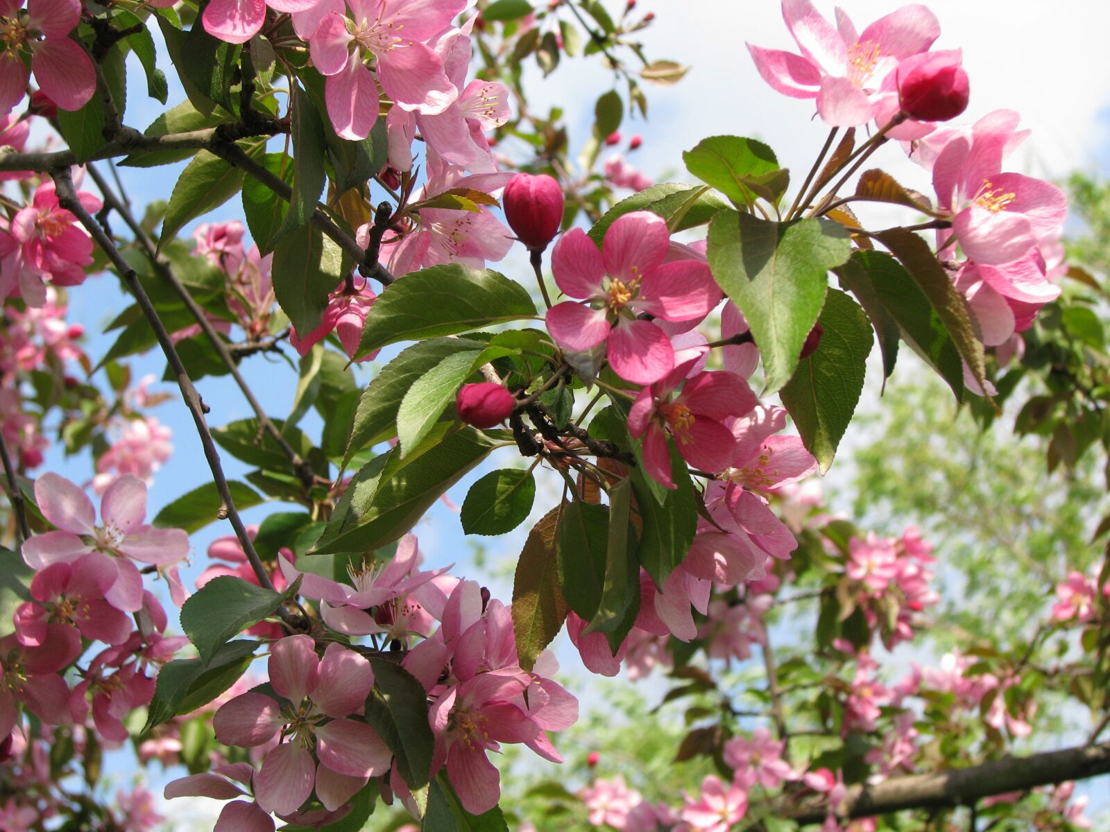 Розовое цветущее дерево название. Дерево вишня розовоцветущая. Декоративная яблоня розовоцветущая. Яблоня декоративная 'John Downie'. Сакура яблоня.