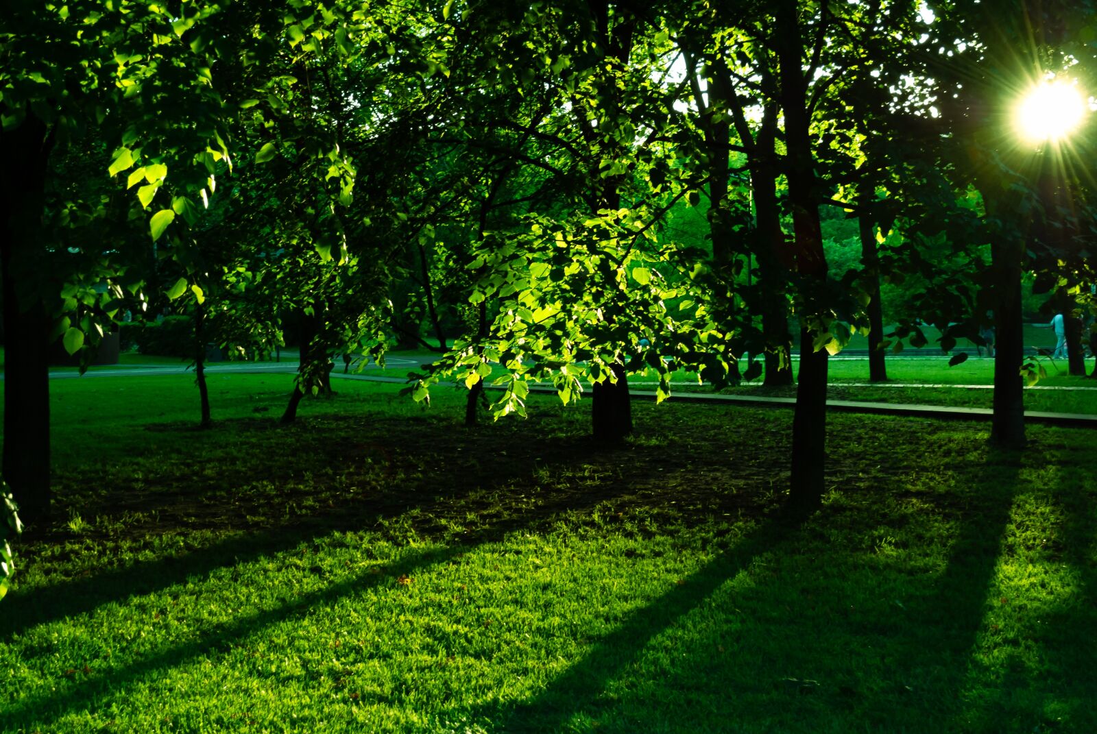 Nikon D3000 sample photo. Forest, trees, leaves photography