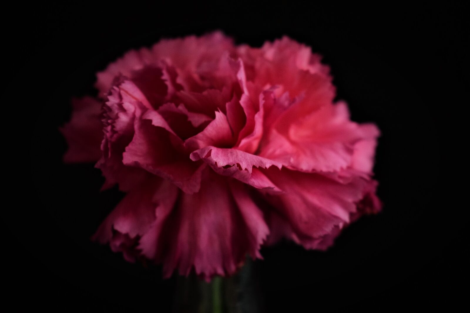 Nikon D3300 sample photo. Nature, plant, no person photography