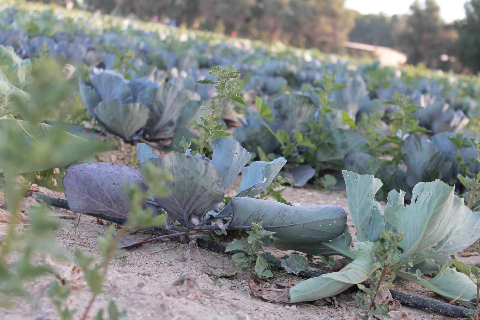 Canon EOS 60D sample photo. Cabbage, vegetables, agriculture photography