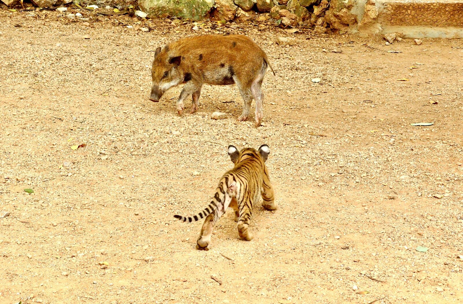 Samsung KENOX S1050  / Samsung S1050 sample photo. Piglet, small, tiger photography