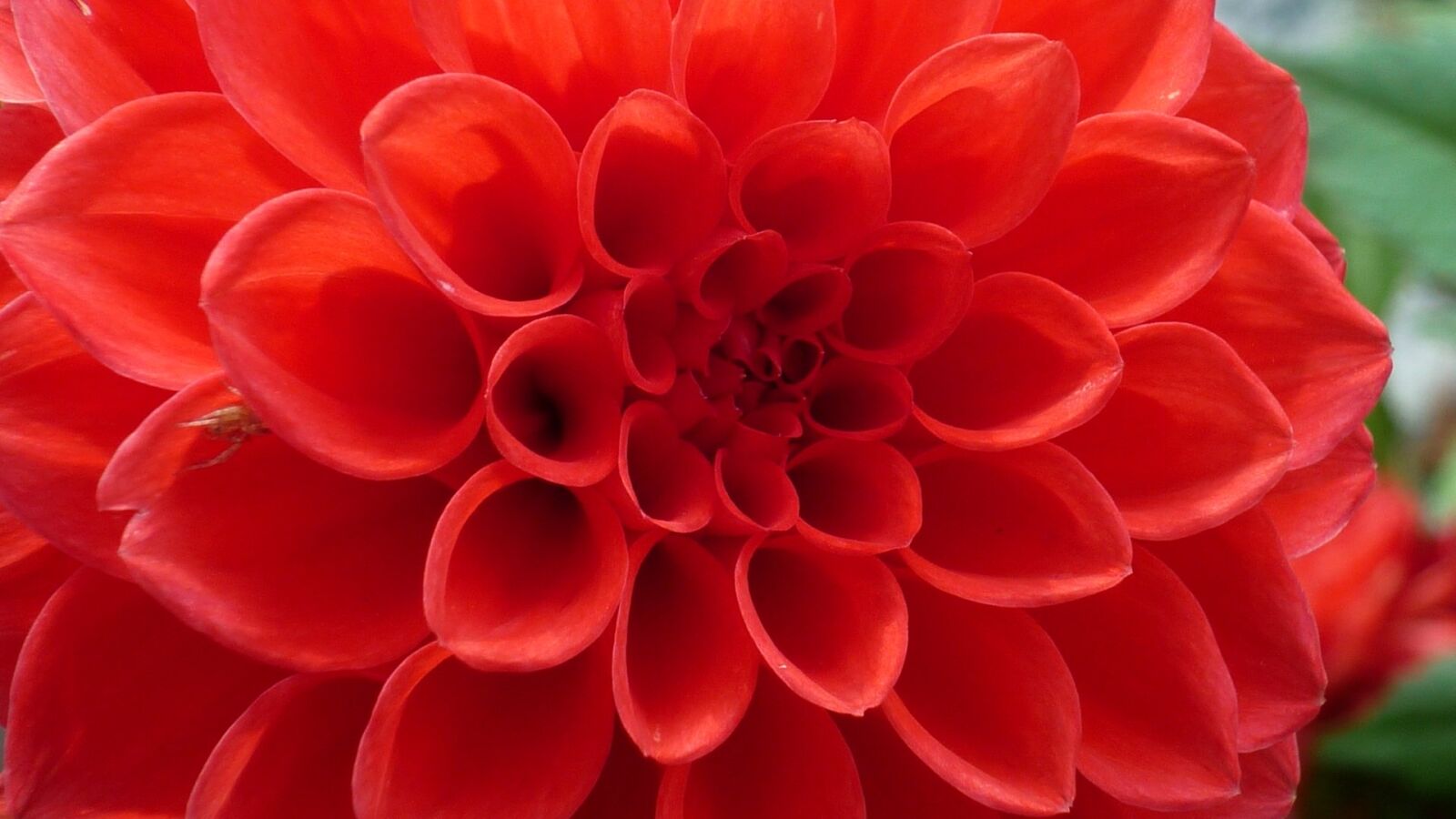 Panasonic Lumix DMC-FS6 sample photo. Dahlia, flower, garden photography