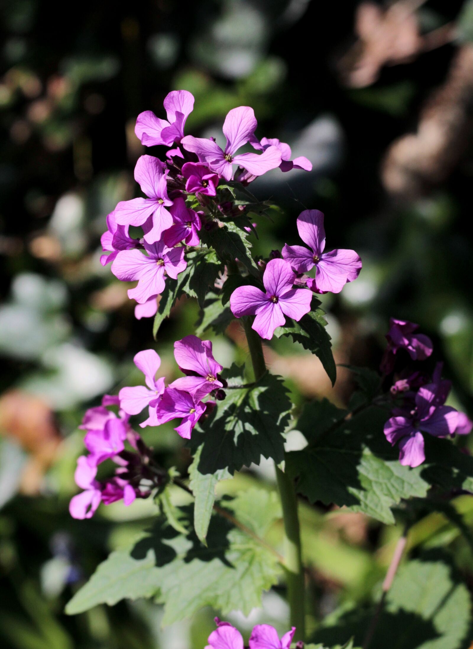 Canon EOS 600D (Rebel EOS T3i / EOS Kiss X5) + Canon EF 50mm F1.8 STM sample photo. Lunaria, honesty, flower photography