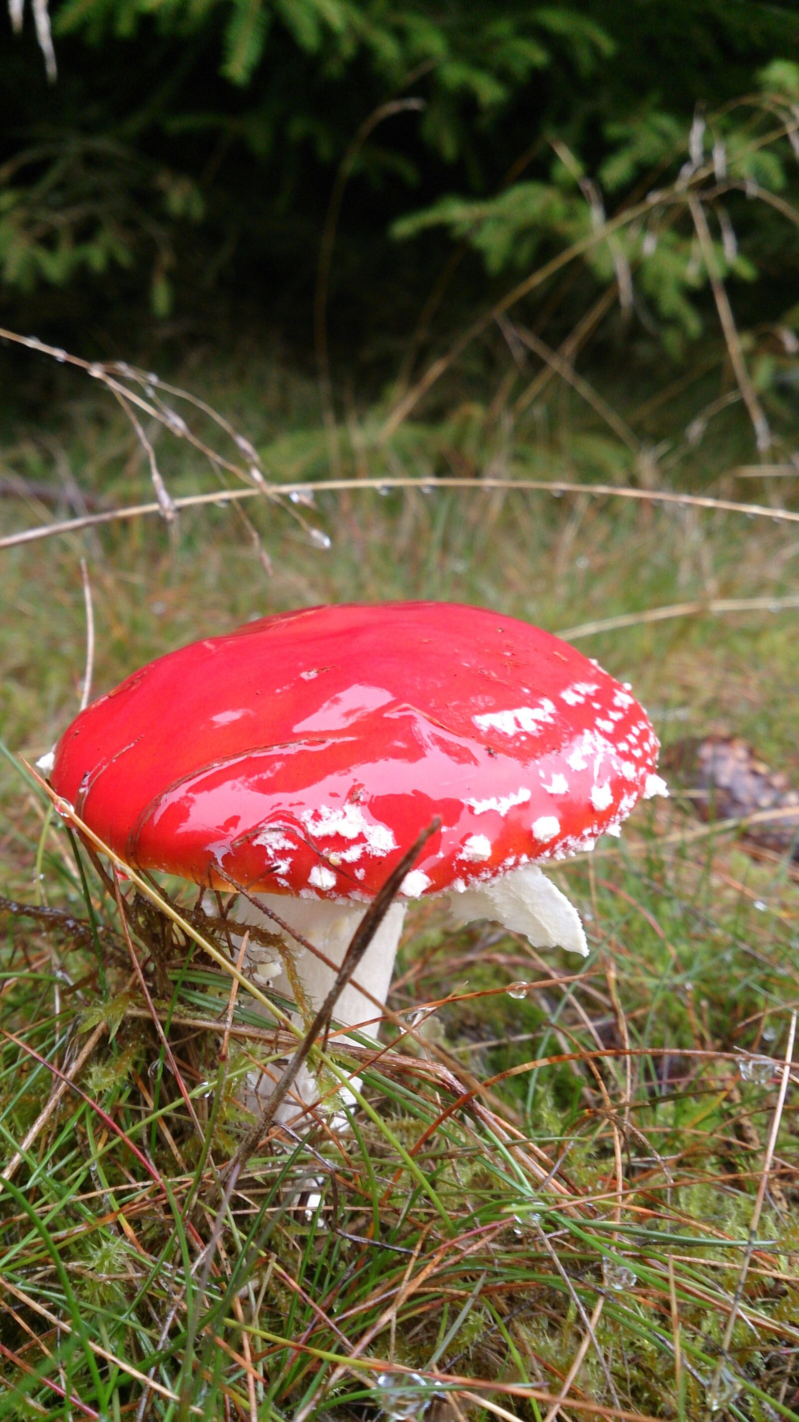 Sony Xperia Z sample photo. Red, dot, mushroom photography