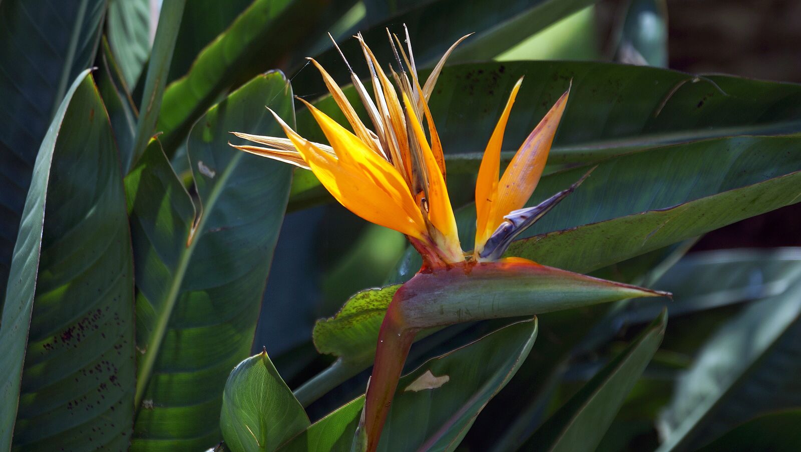Sony E 18-200mm F3.5-6.3 OSS sample photo. Flower, bird of paradise photography