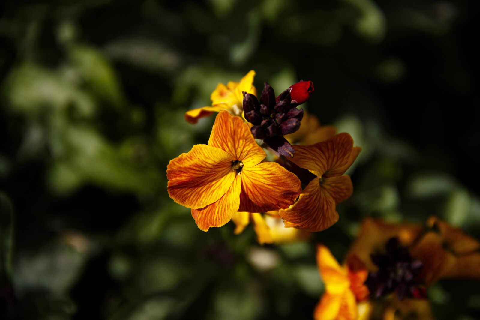 Canon EOS 650D (EOS Rebel T4i / EOS Kiss X6i) sample photo. Flower, beautiful, nature photography