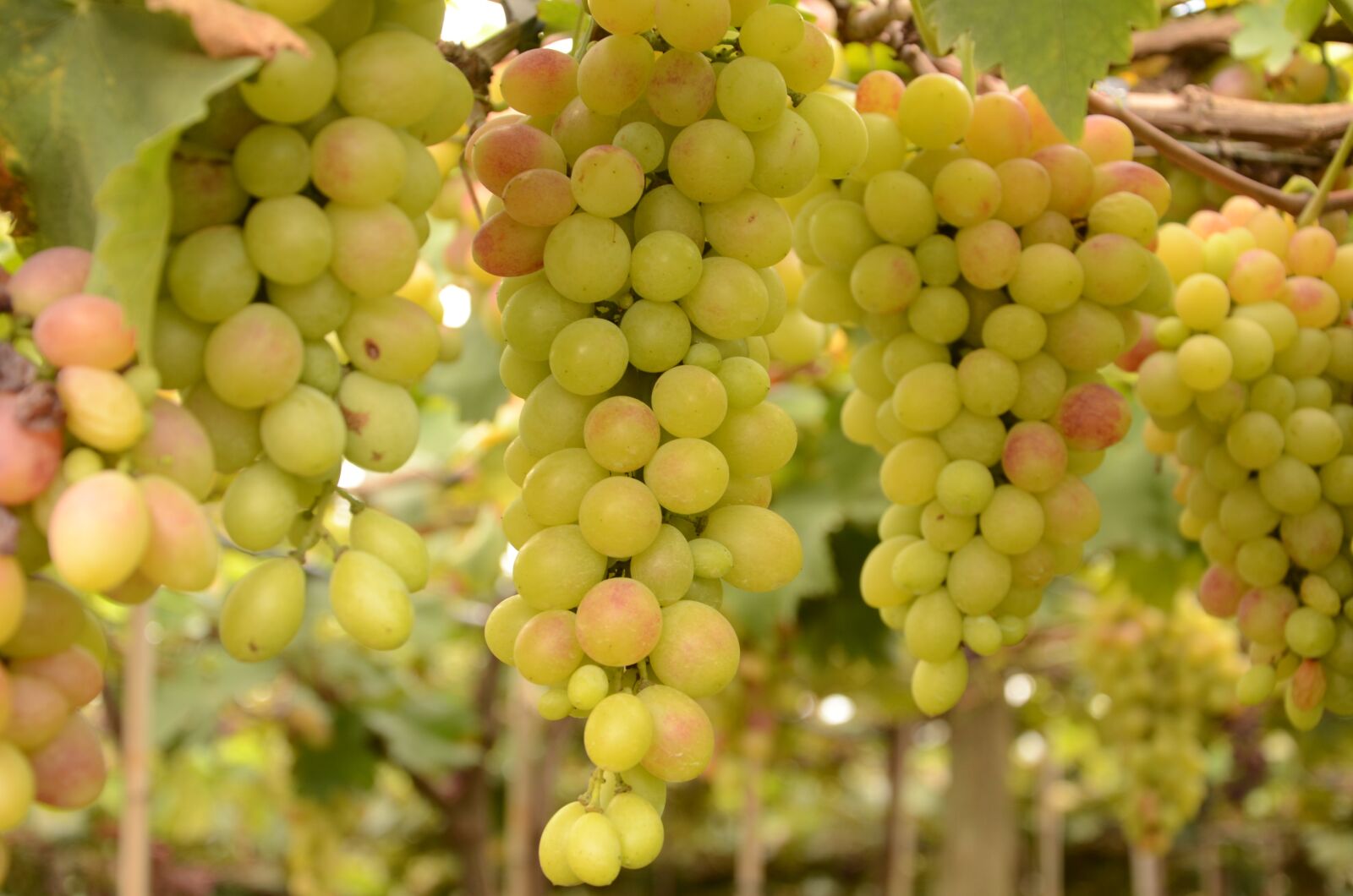Nikon D7000 sample photo. Grape, videira, fruit photography