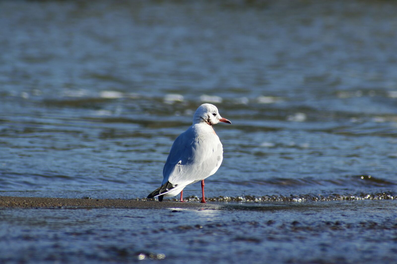 VR 70-300mm f/4.5-6.3G sample photo. Animal, river, sea photography