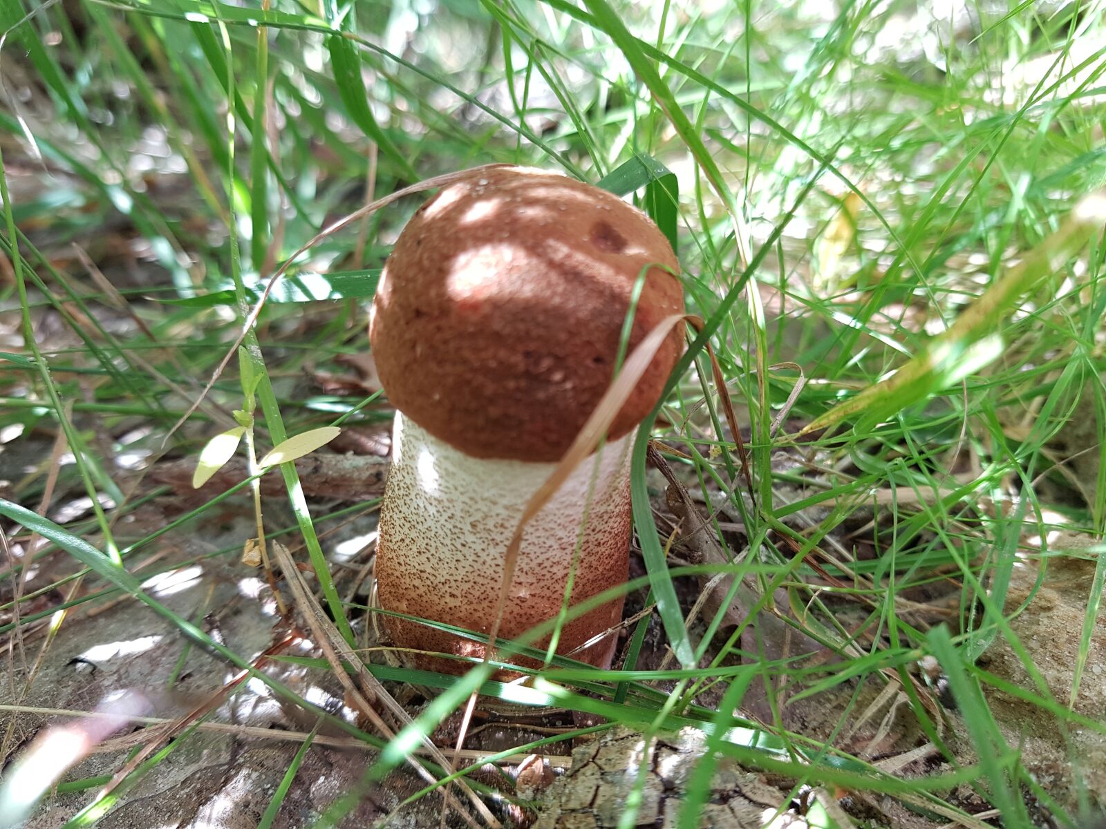 Samsung SM-G930F sample photo. Mushroom, forest, velikodvor'ye photography