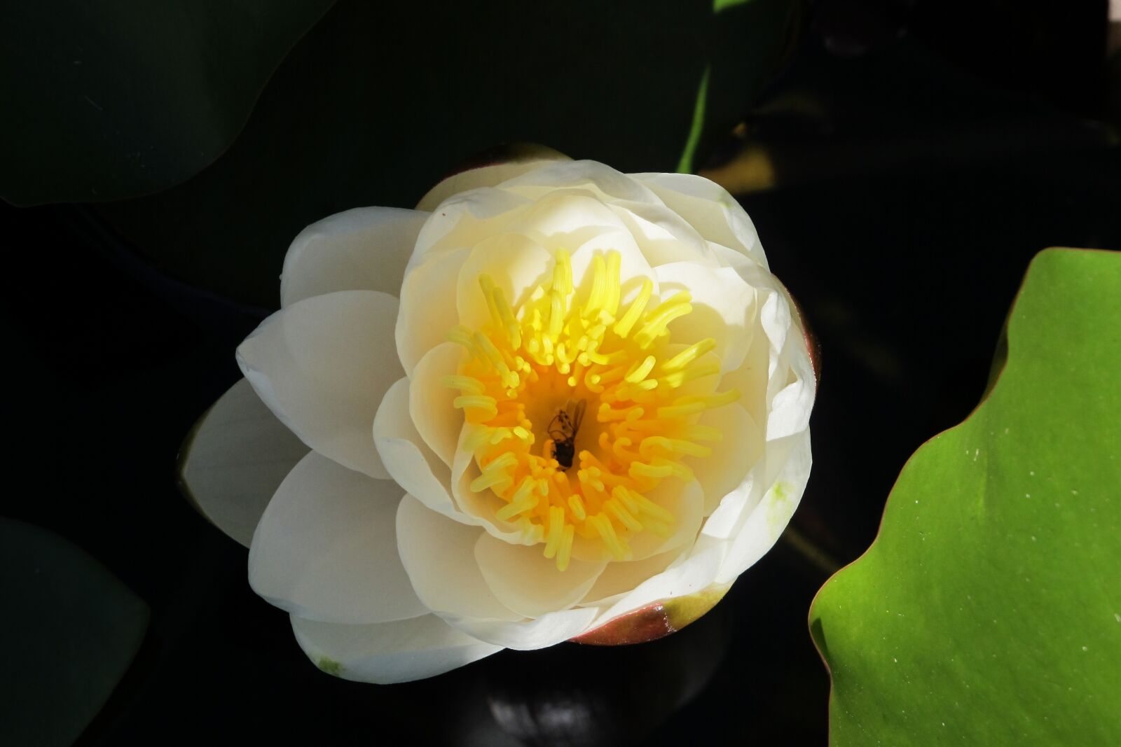 Canon PowerShot G12 sample photo. Water lily, blossom, bloom photography