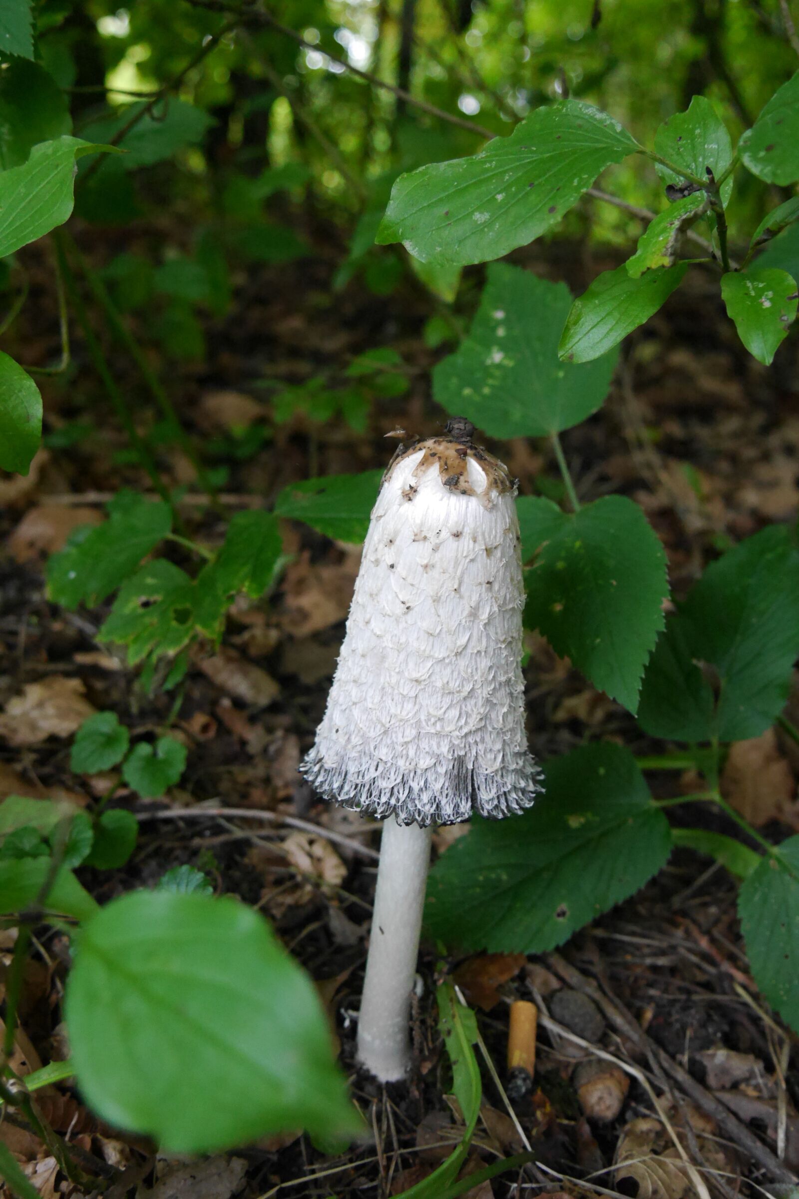 Panasonic Lumix DMC-G6 sample photo. Schopf comatus, mushroom, coprinus photography