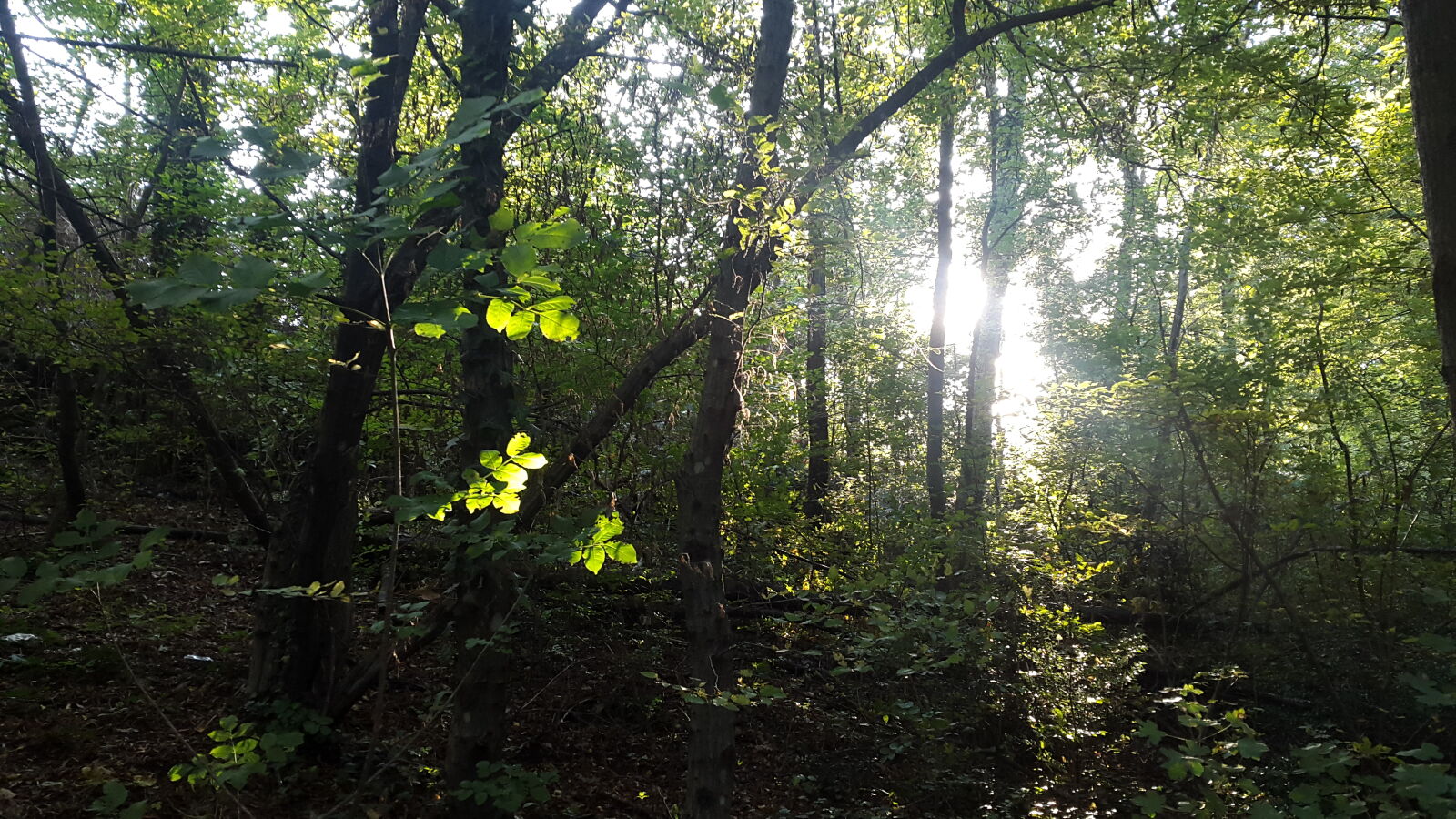 Samsung Galaxy Alpha sample photo. Forest, green, trees, woods photography