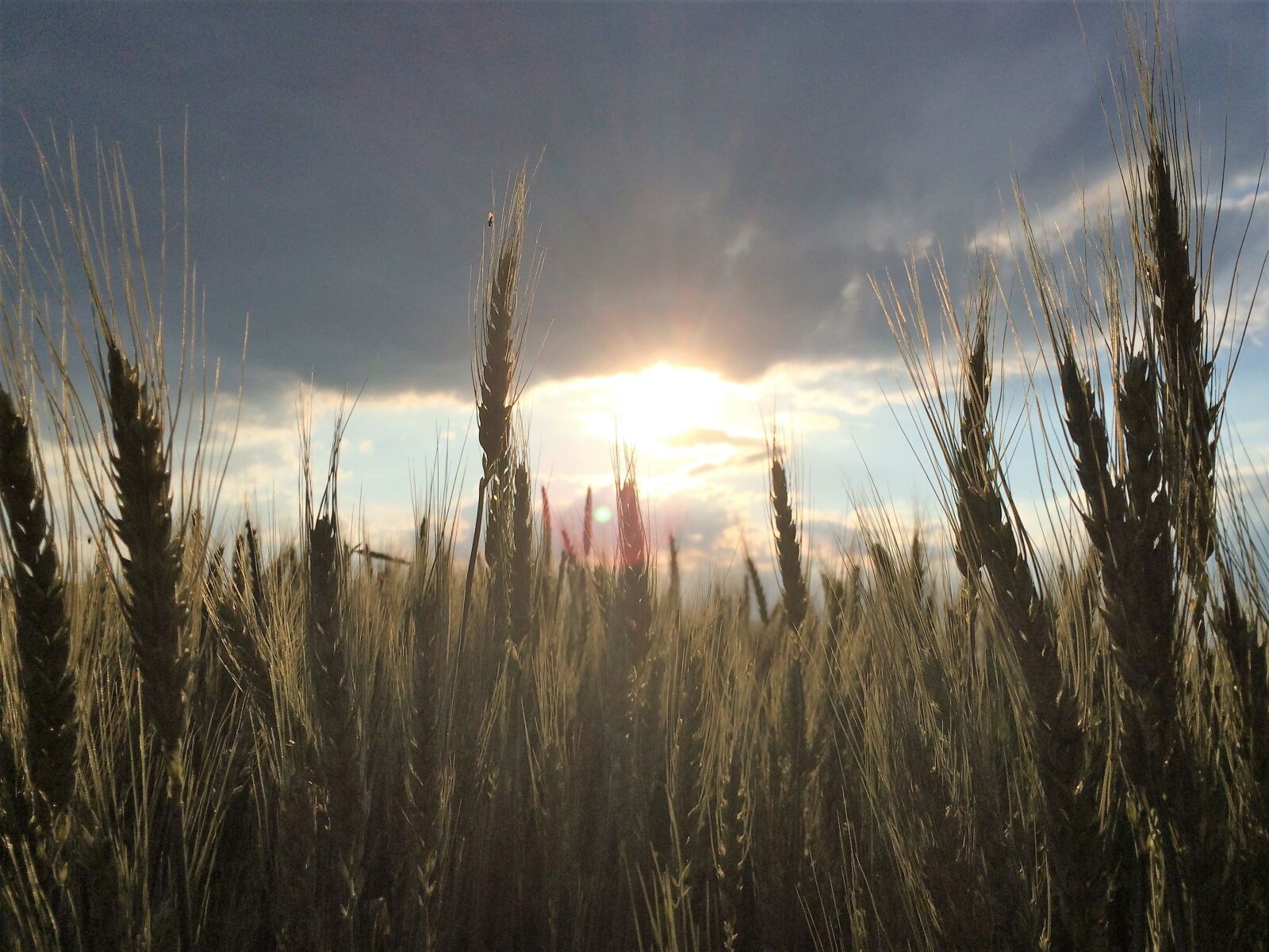 iPhone 5s back camera 4.12mm f/2.2 sample photo. Grasses, field, meadow photography
