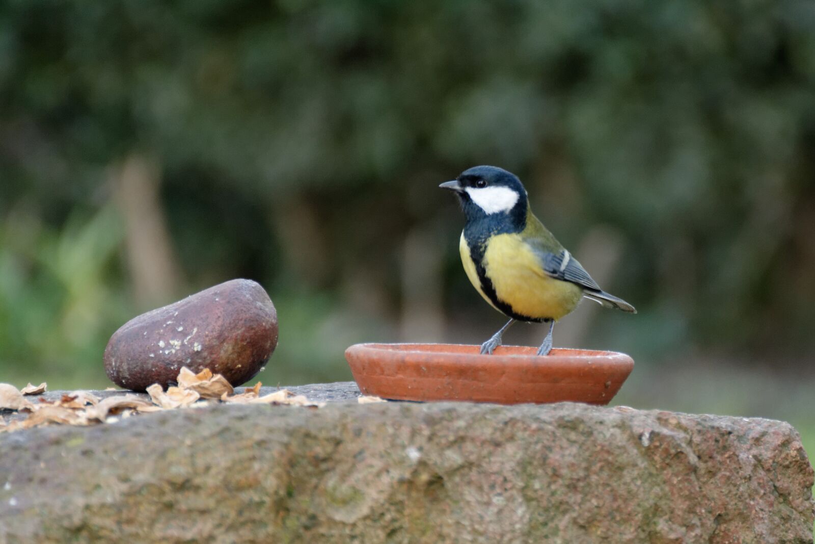 Nikon D5200 sample photo. Chickadee, bird, nature photography