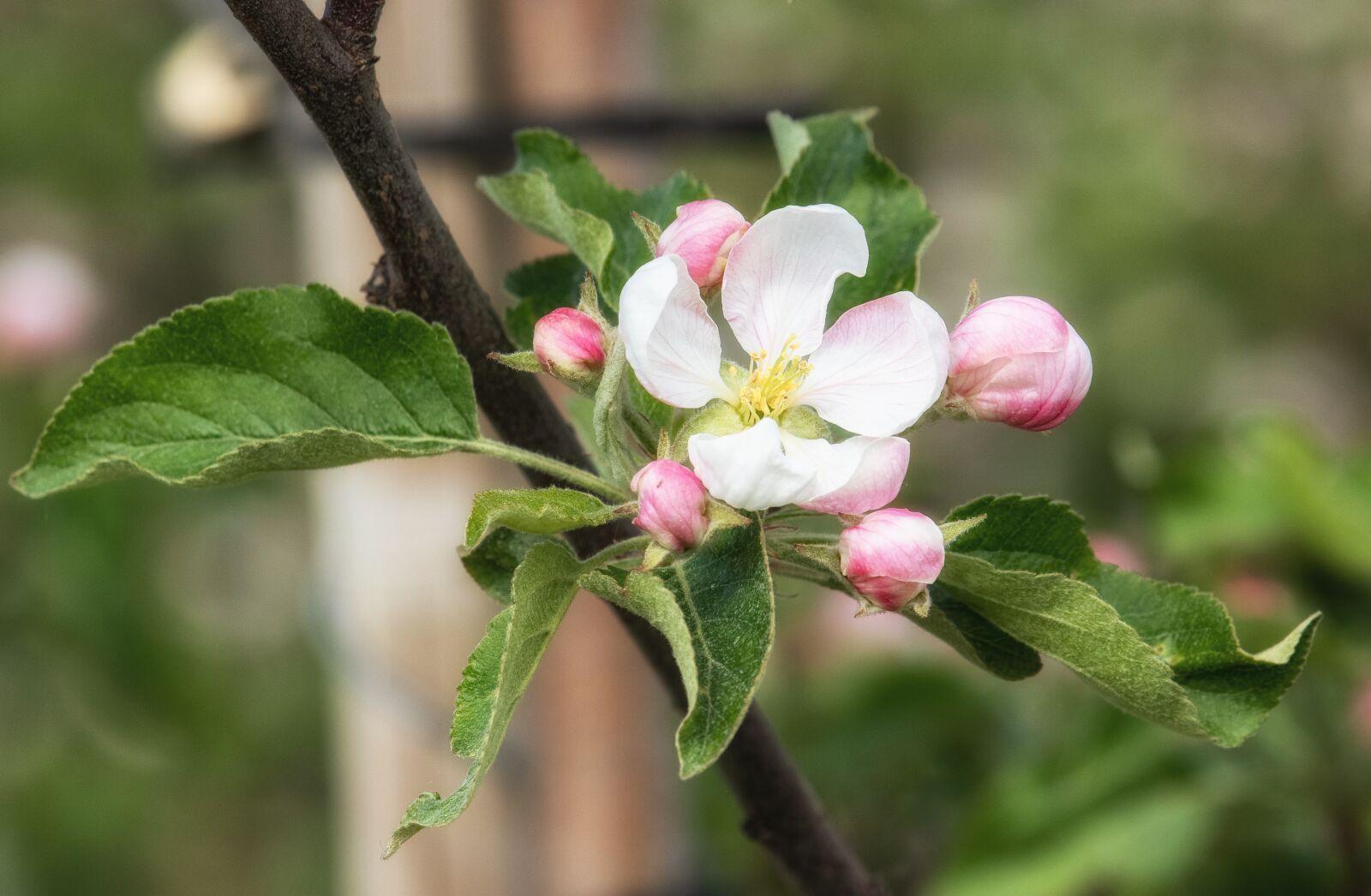 Canon EF-S 55-250mm F4-5.6 IS STM sample photo. Apple blossom, apple tree photography