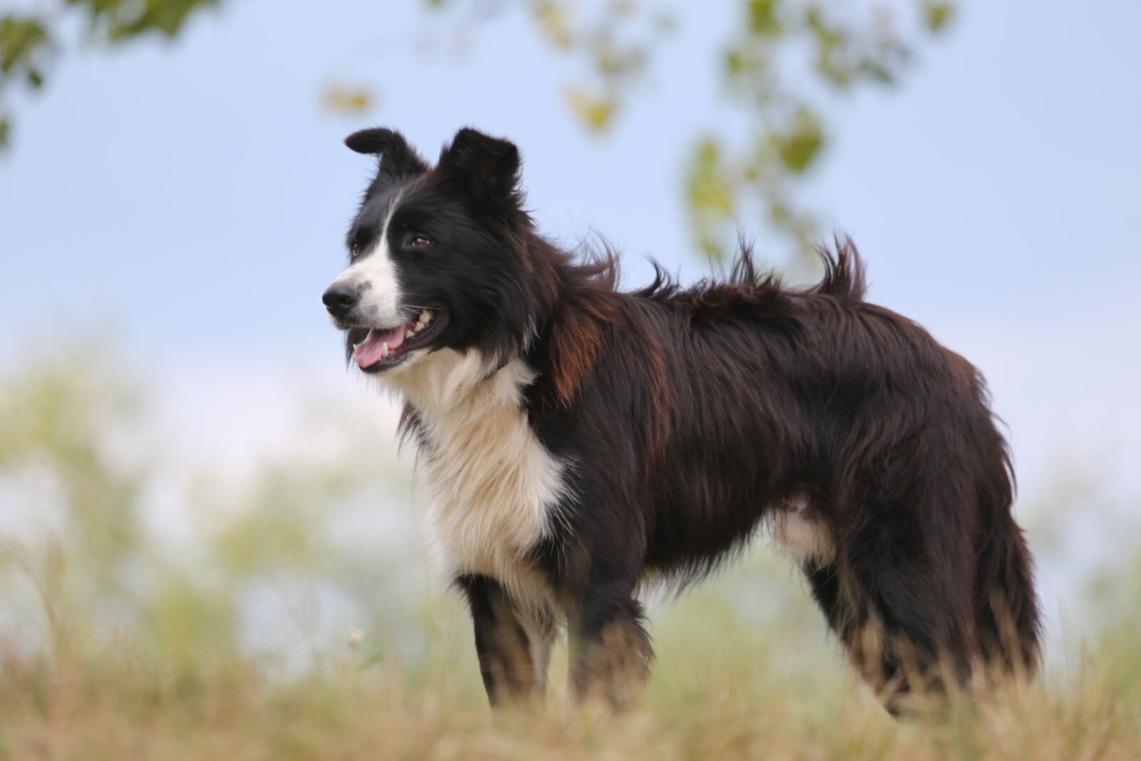 Canon EF 100-400mm F4.5-5.6L IS USM sample photo. Dog, shepherd dog, guard photography