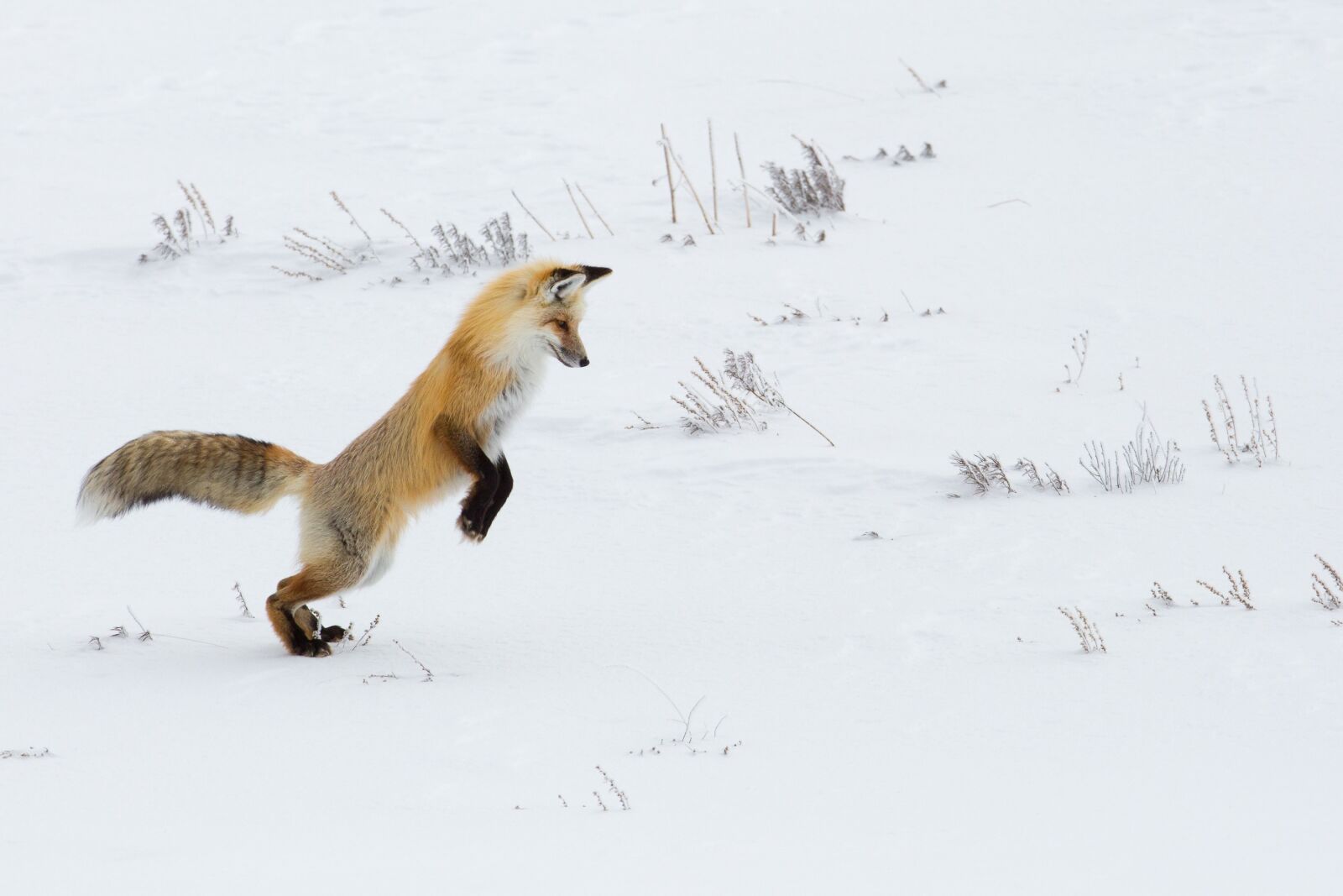 Canon EF 600mm F4L IS USM sample photo. Fox, red, jumping photography