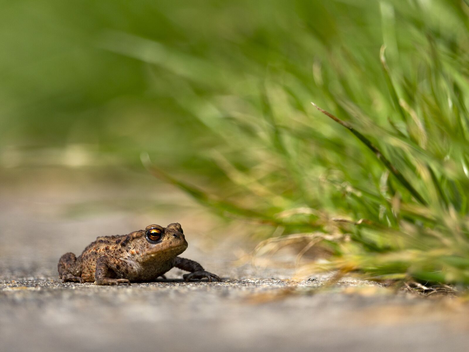 Canon EF-S 55-250mm F4-5.6 IS STM sample photo. Toad, frog, amphibian photography
