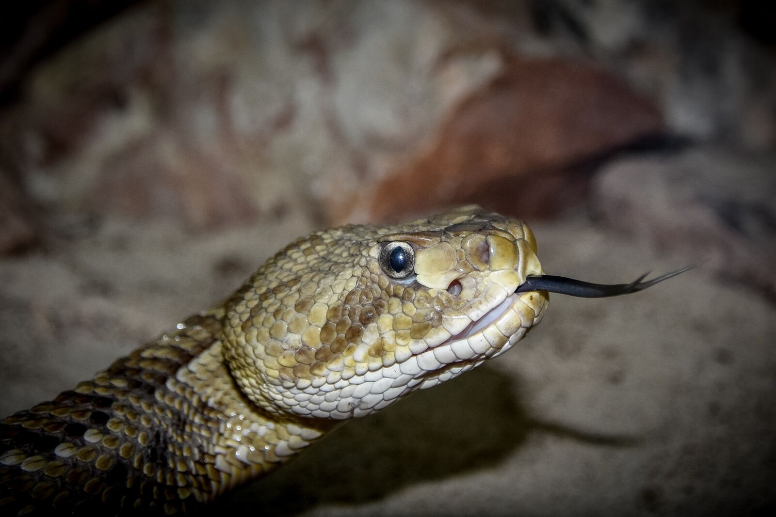 Nikon D7200 sample photo. Snake, reptile, tongue photography