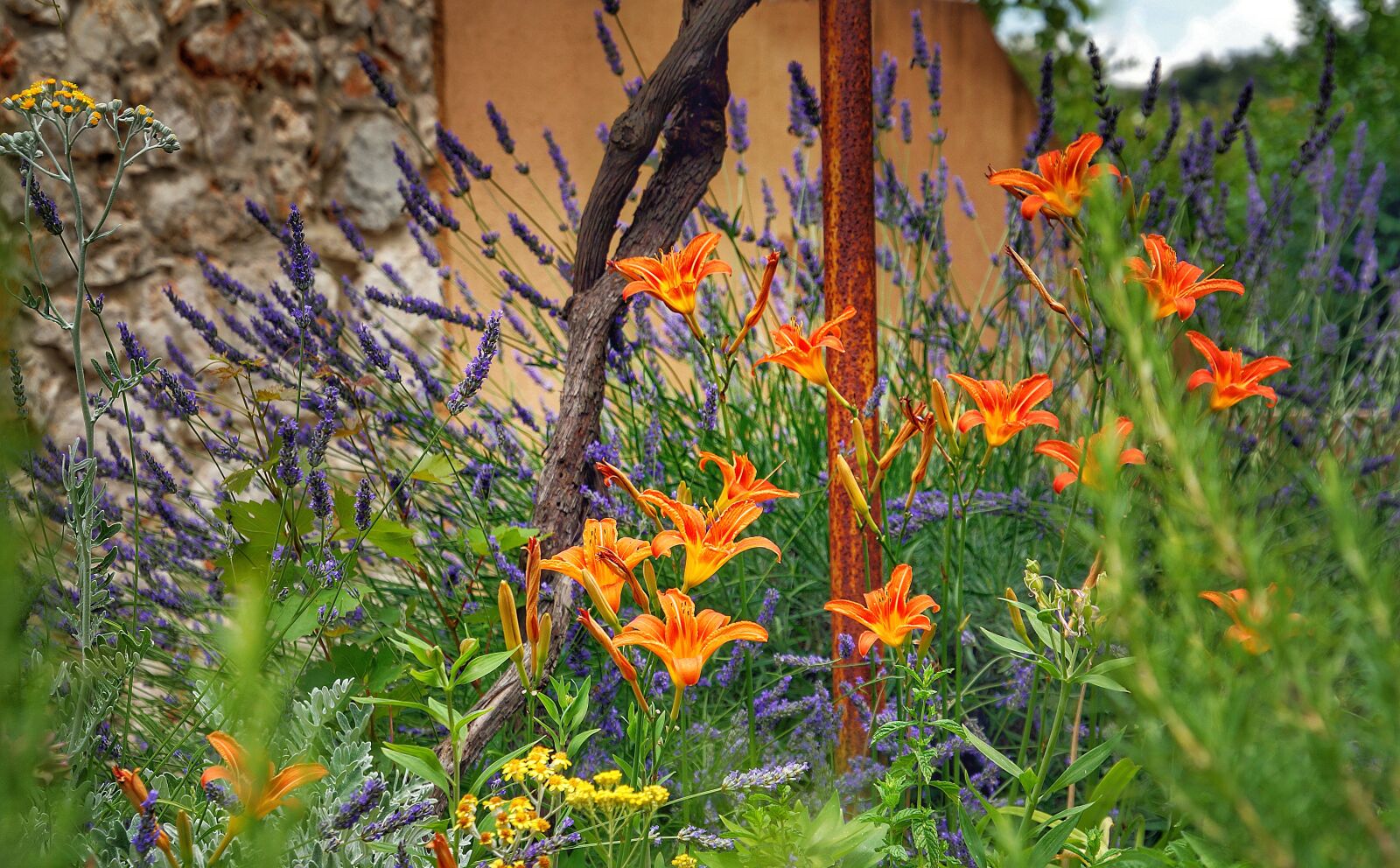 Sony Alpha NEX-7 sample photo. Lilies, lavender, wildflower photography