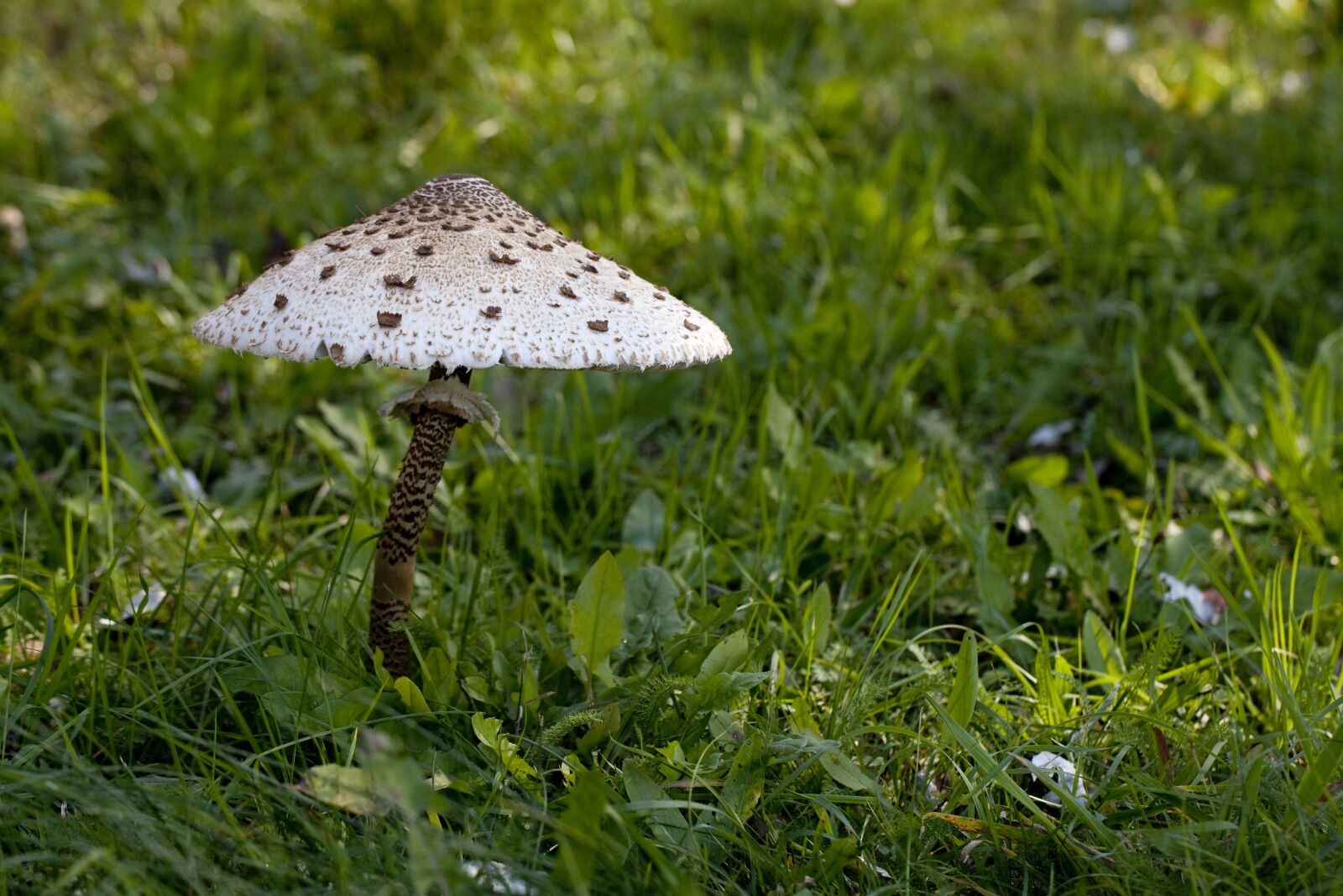 Canon EOS 5D Mark II sample photo. Mushroom, mushrooms, kite photography