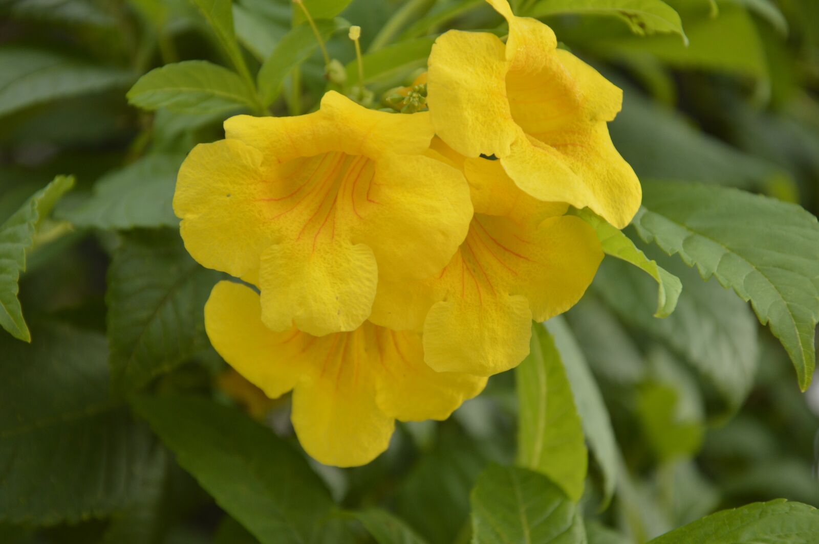 Nikon D3200 sample photo. Orquidea, yellow, live photography